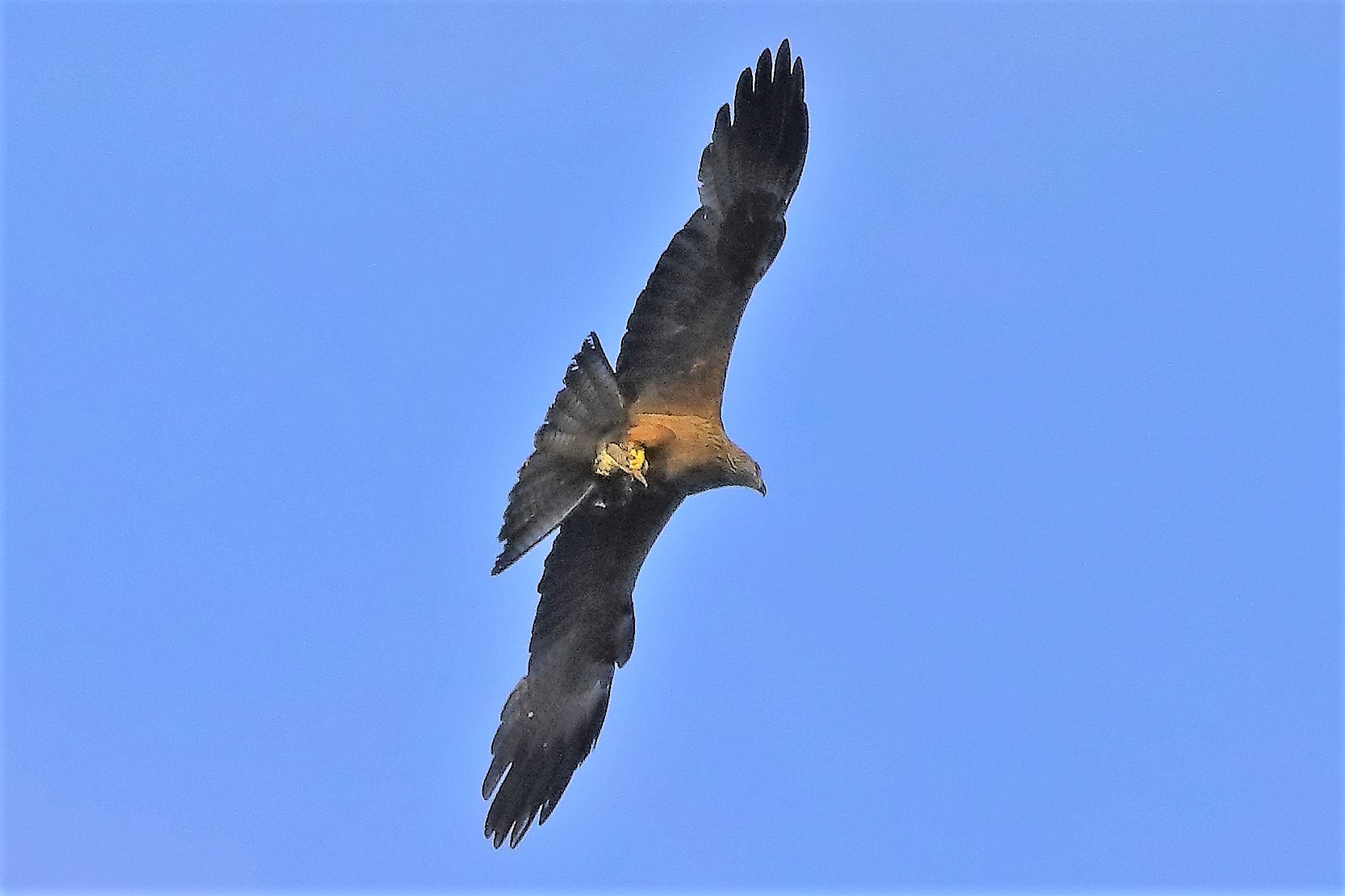 Nibbio bruno 06-06-2022