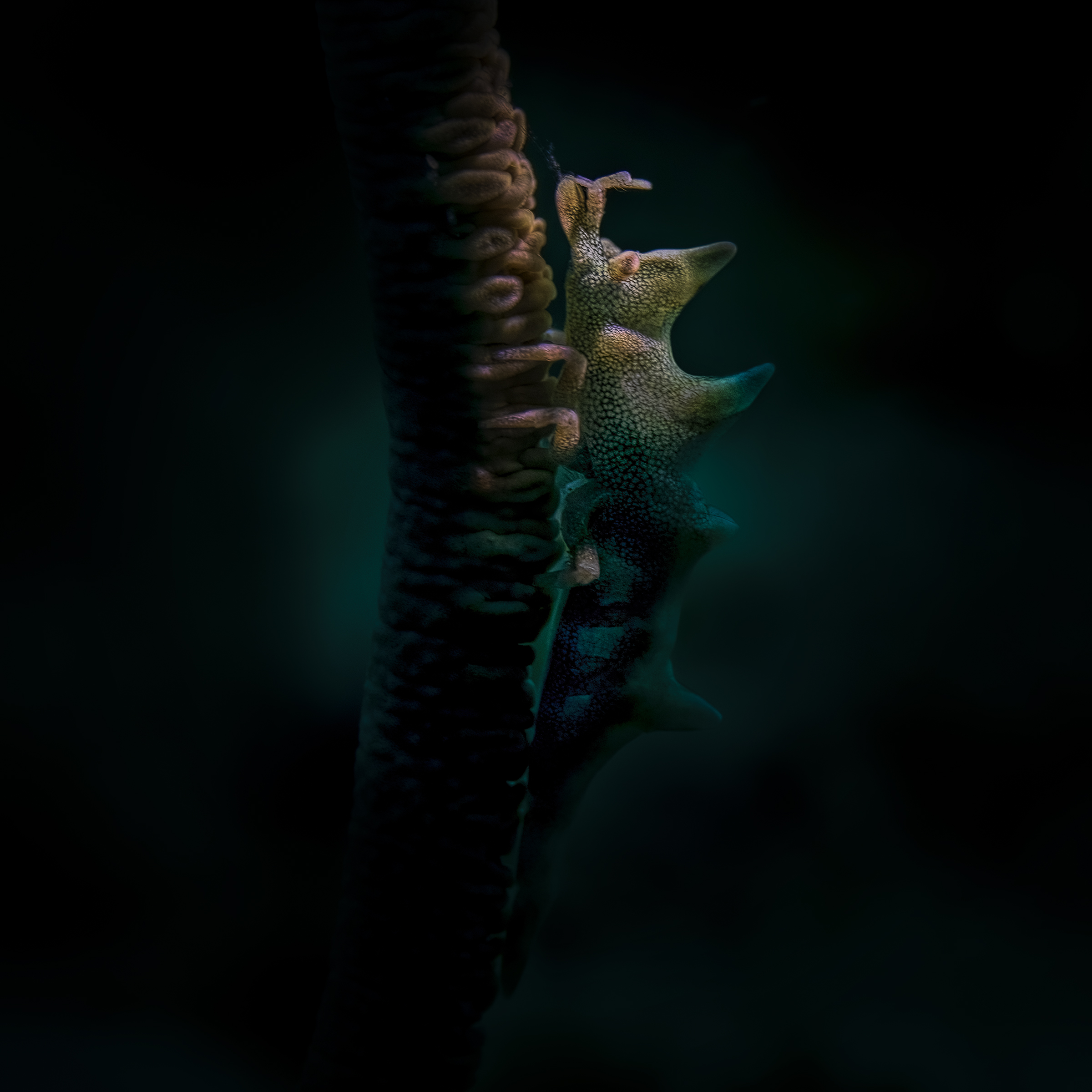 dragon shrimp Miropandalus hardingi