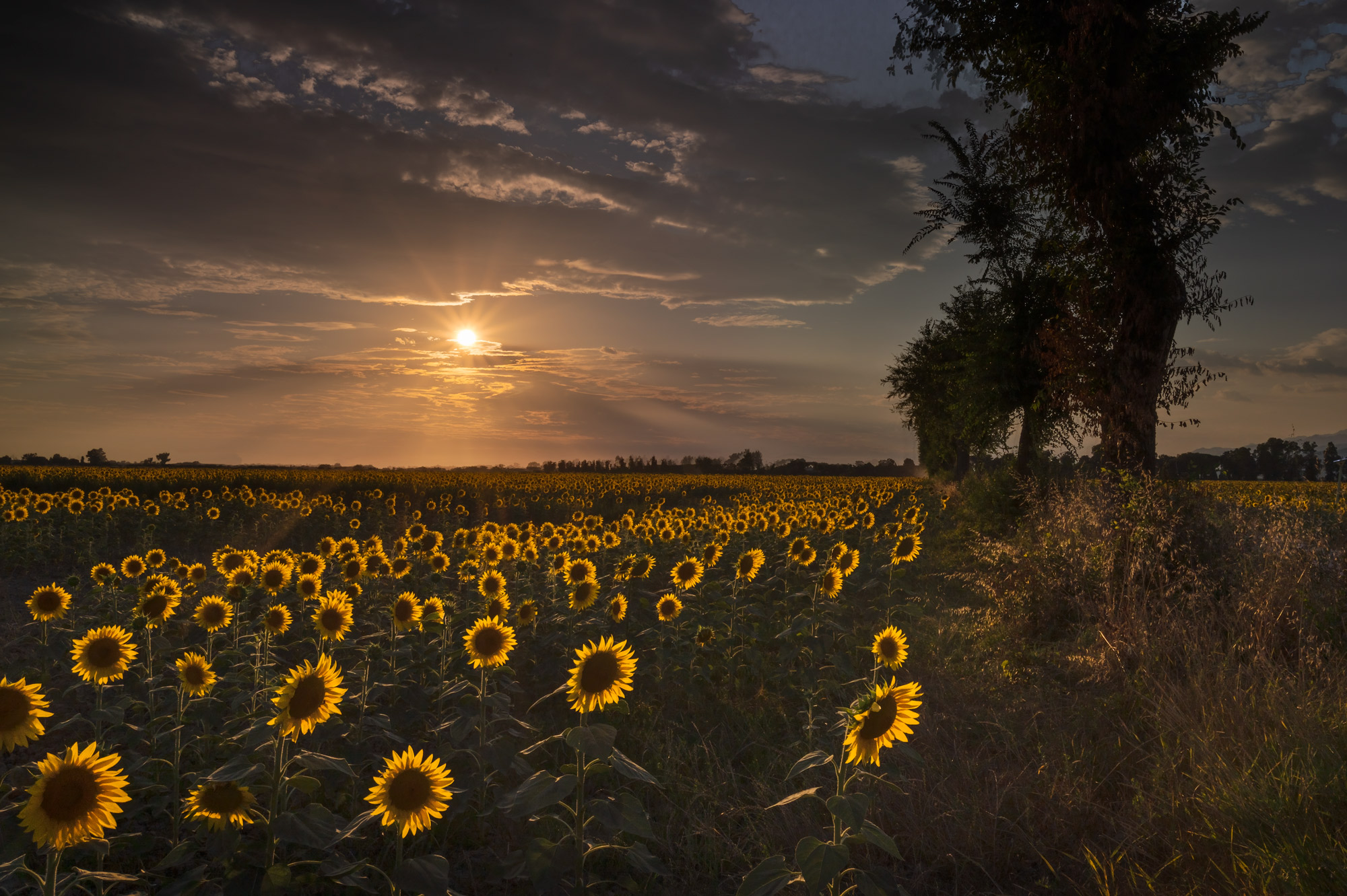 Sunflowers