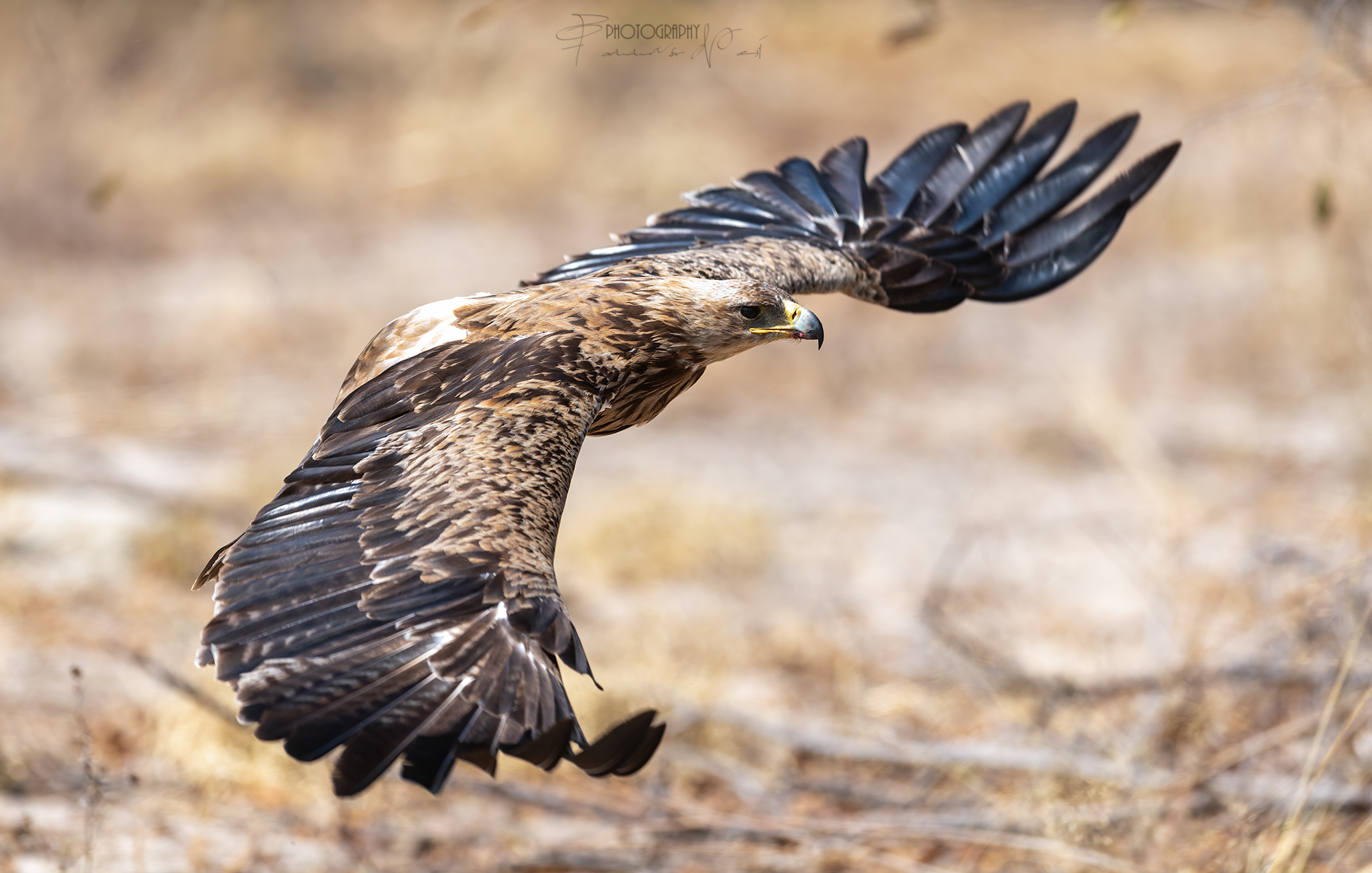 Aquila Rapace