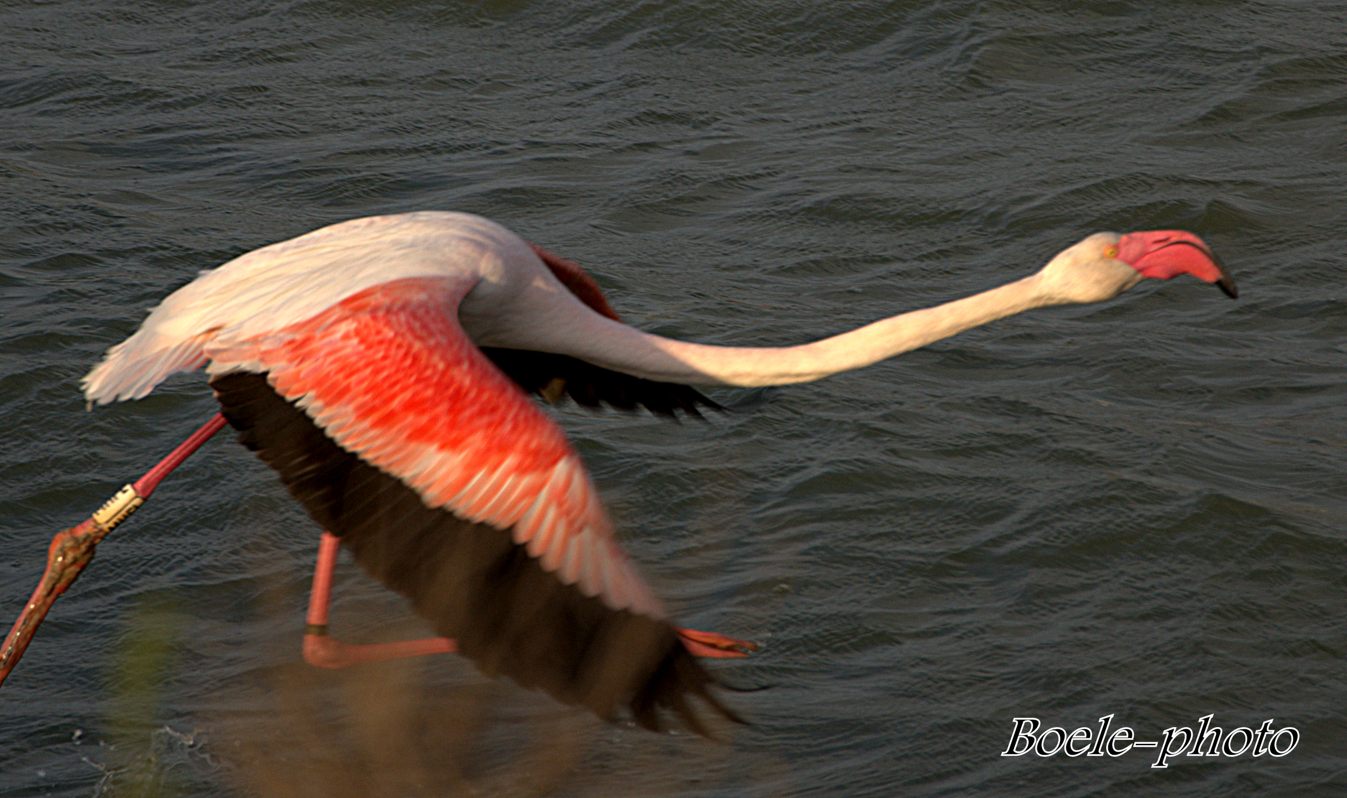 Fenicotteri rosa (specie Phoenicopterus ruber roseus)