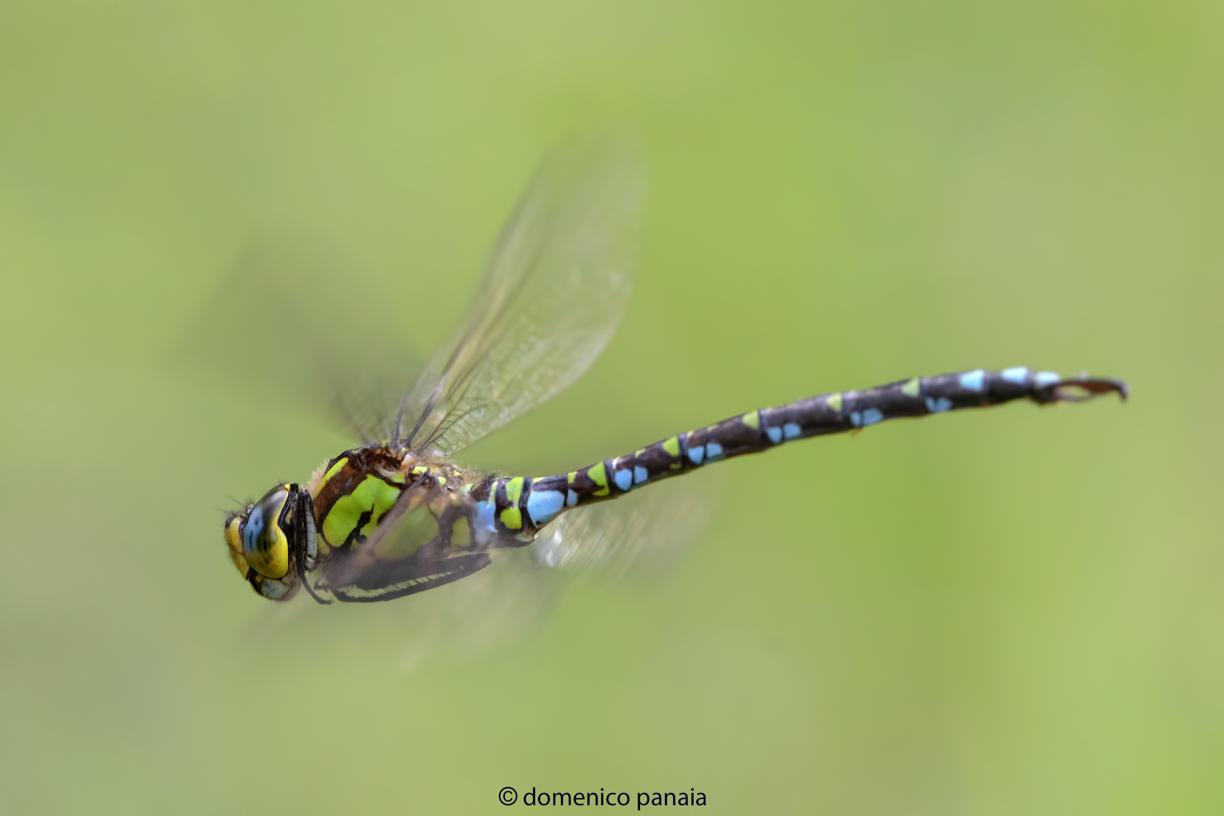 aeshna cyanea maschio