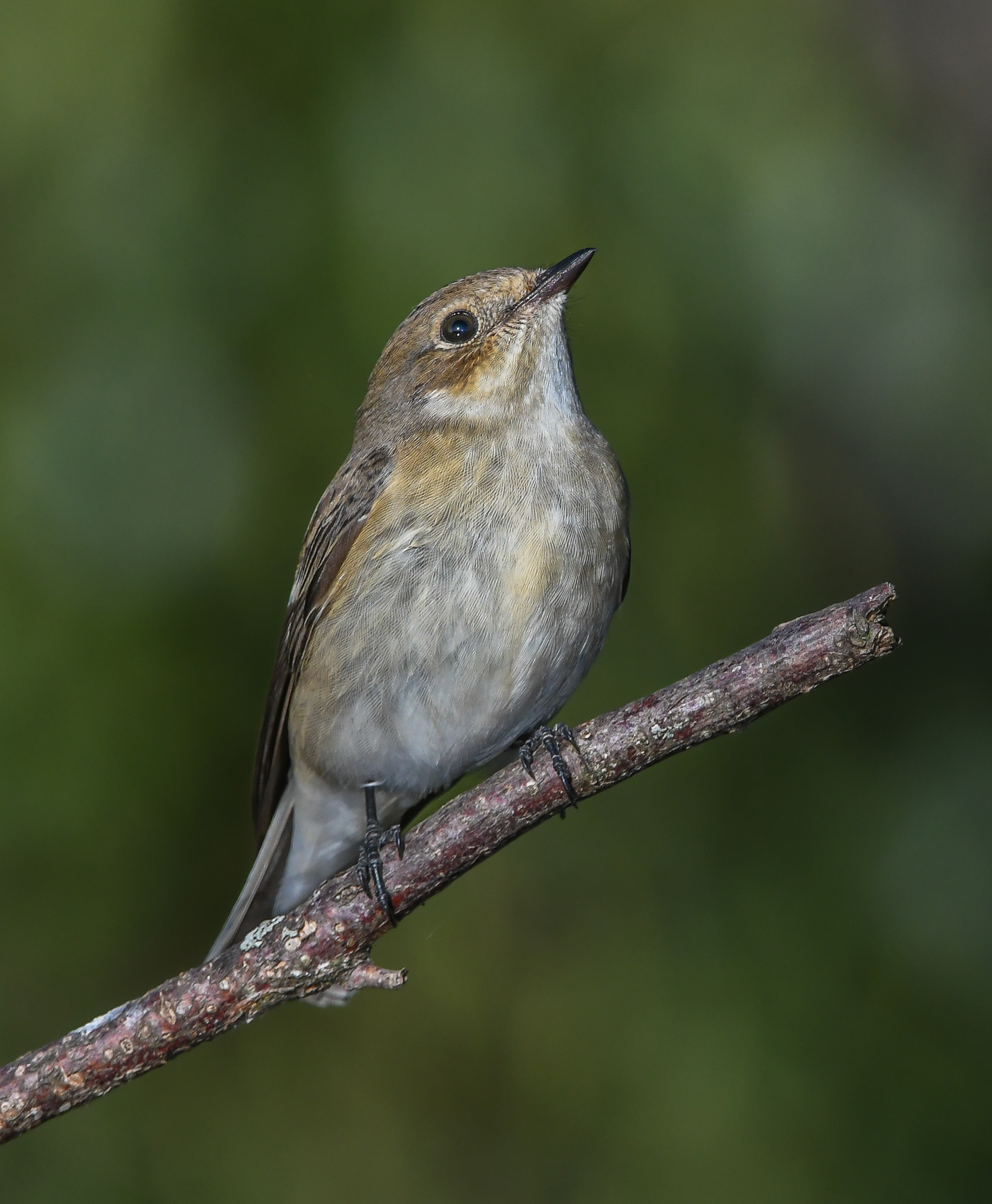 Balia nera (f) intenta a scrutare il cielo