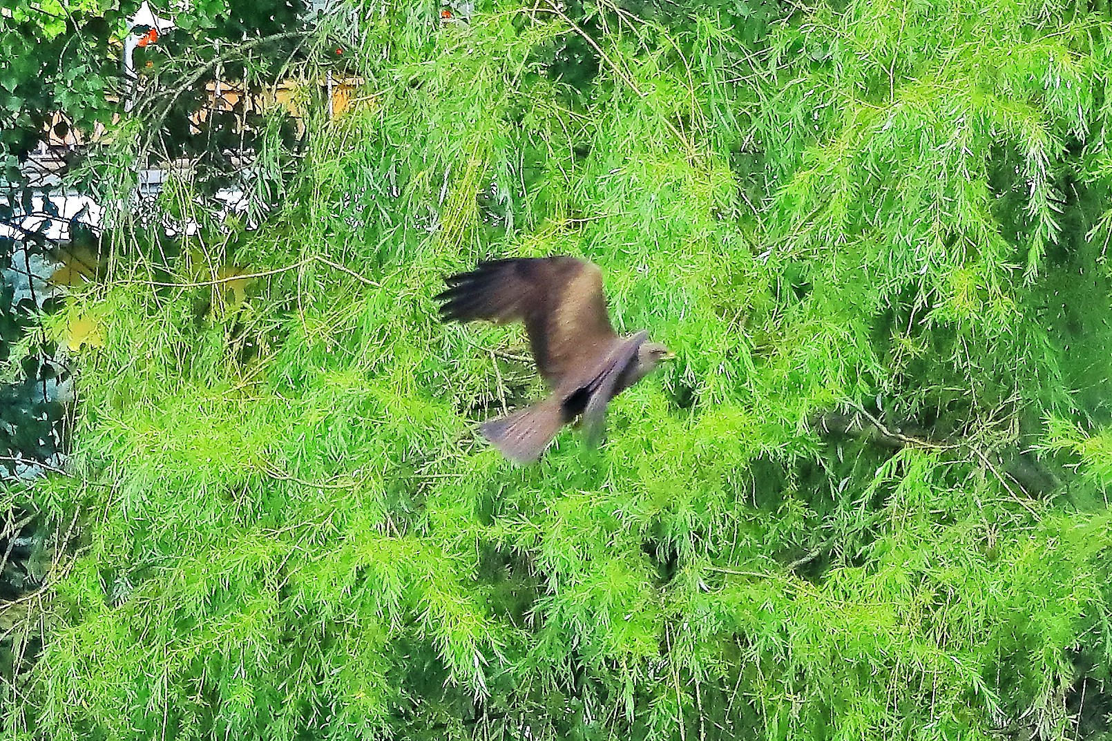 Nibbio bruno 17-06-2022