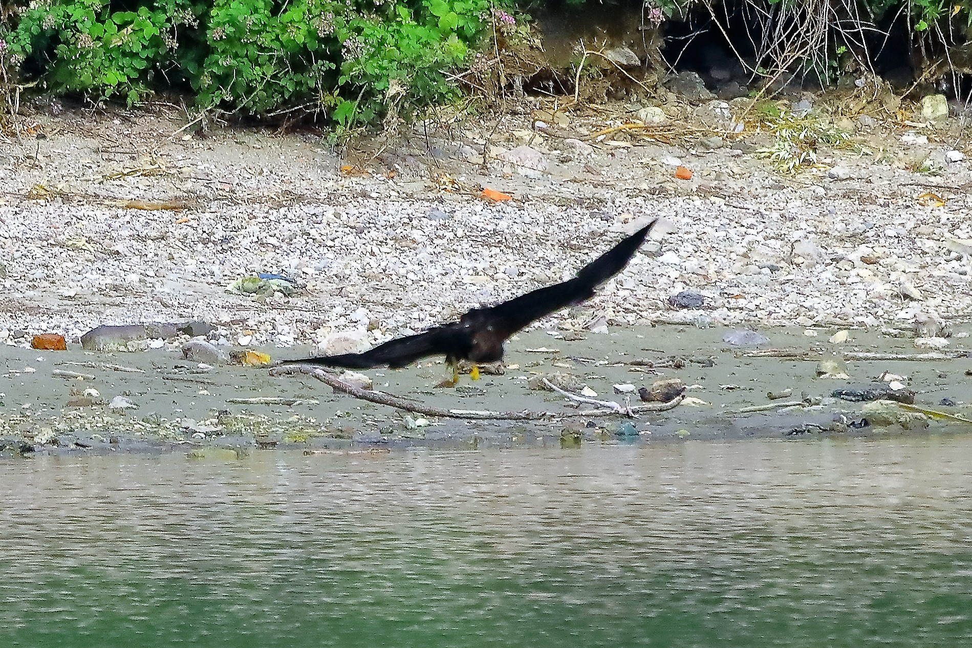 Nibbio bruno 17-06-2022