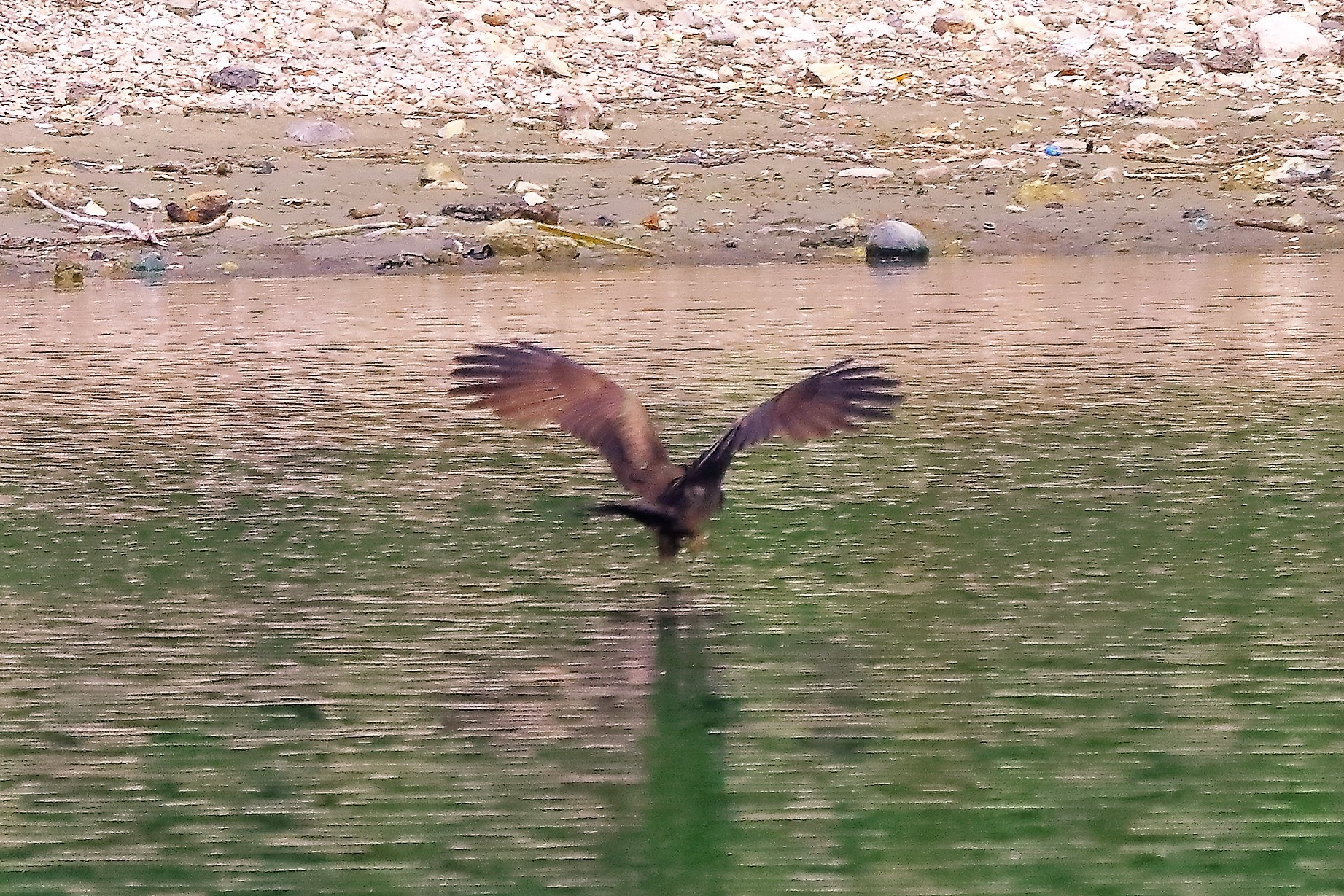 Nibbio bruno 17-06-2022