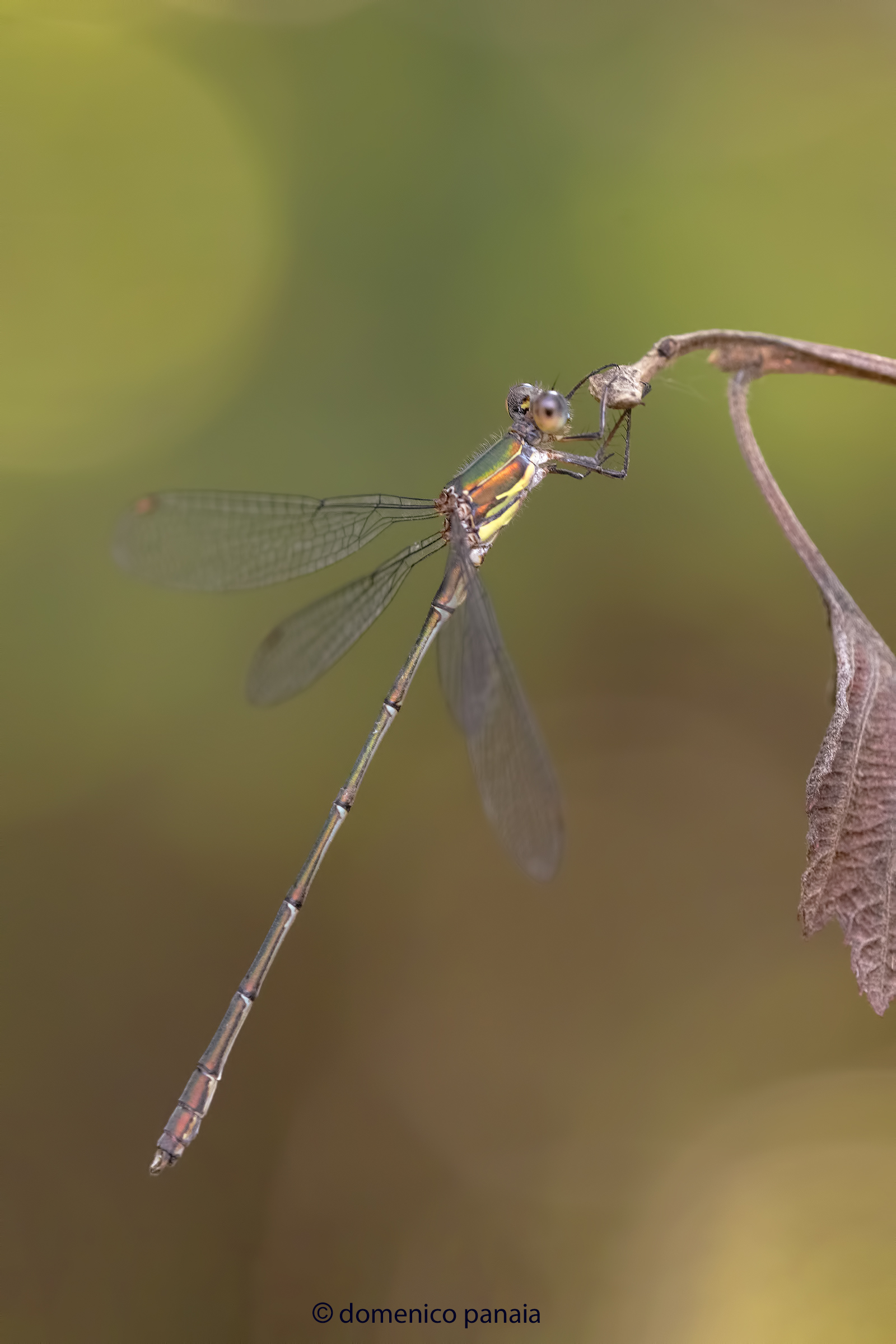 chalcolestes viridis male