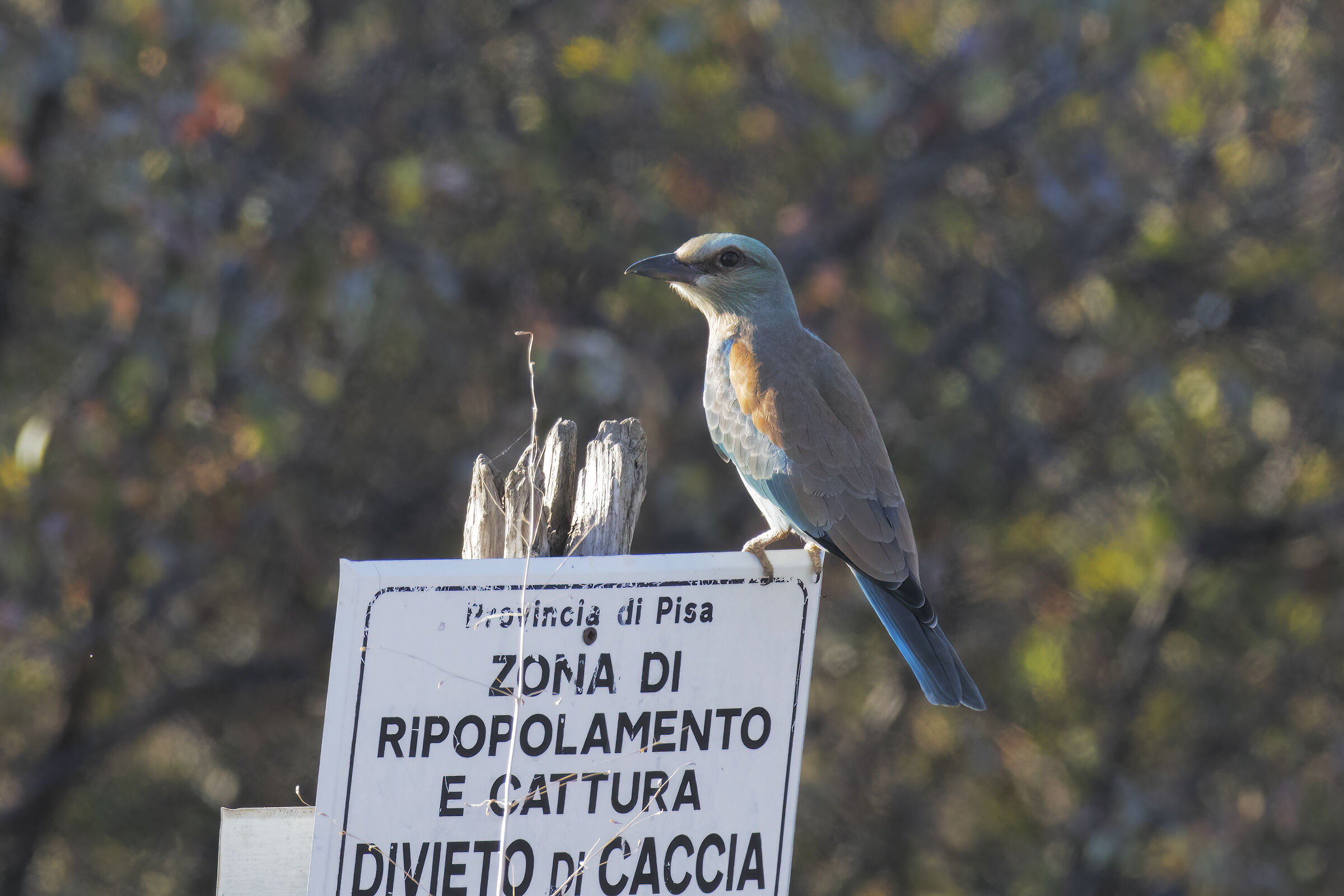 ghiandaia marina controluce