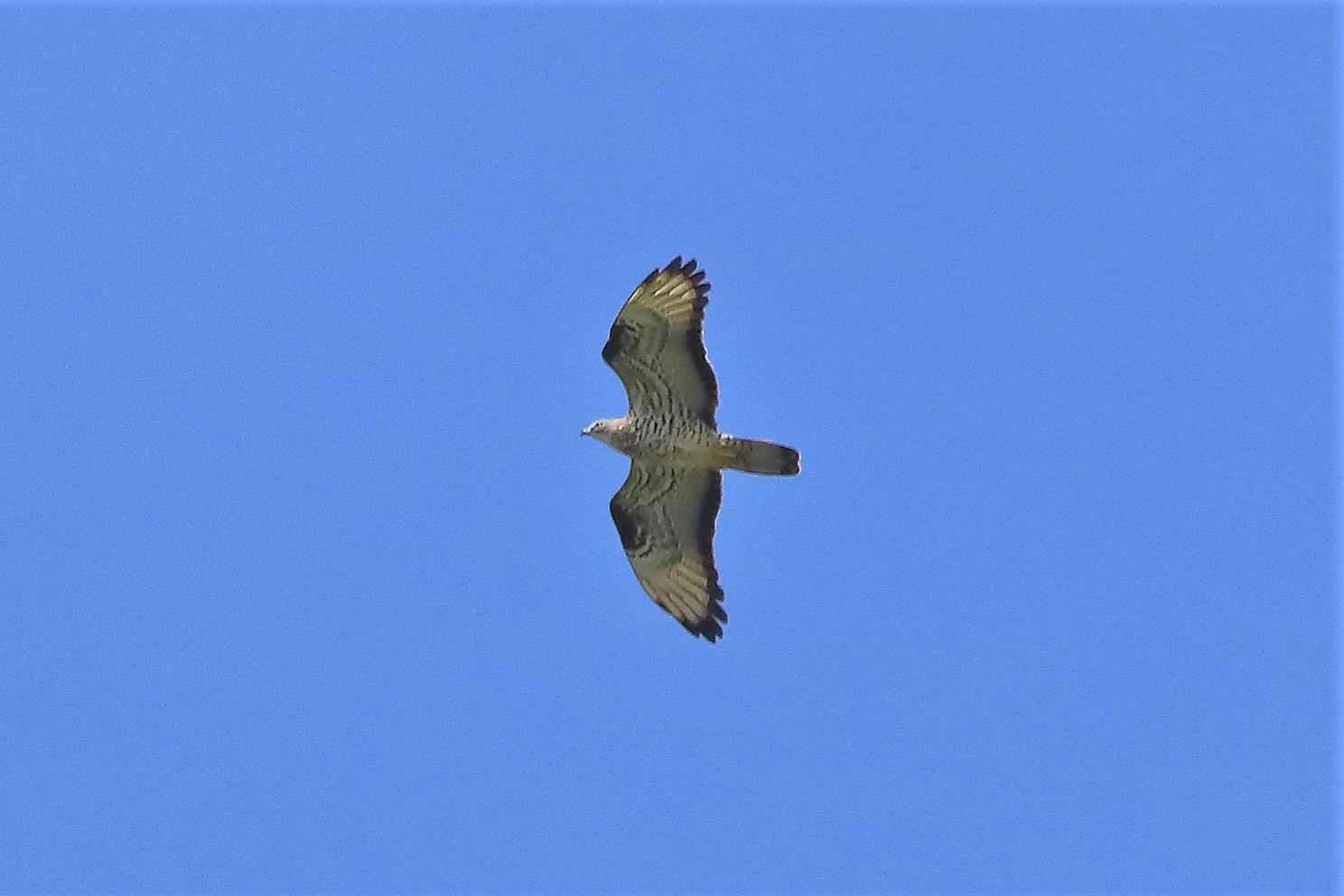 pecchiaiolo 26-06-2022