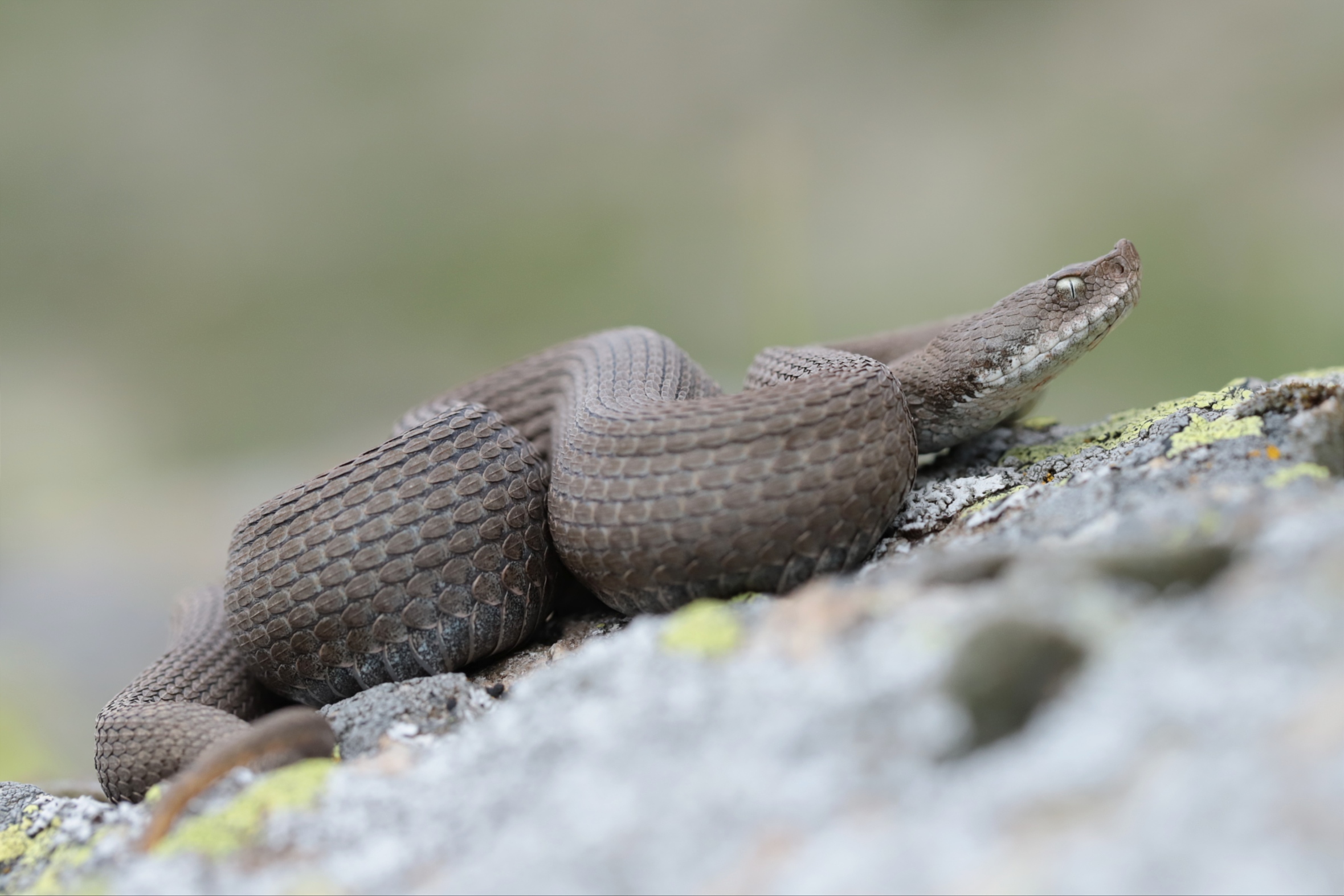 Female