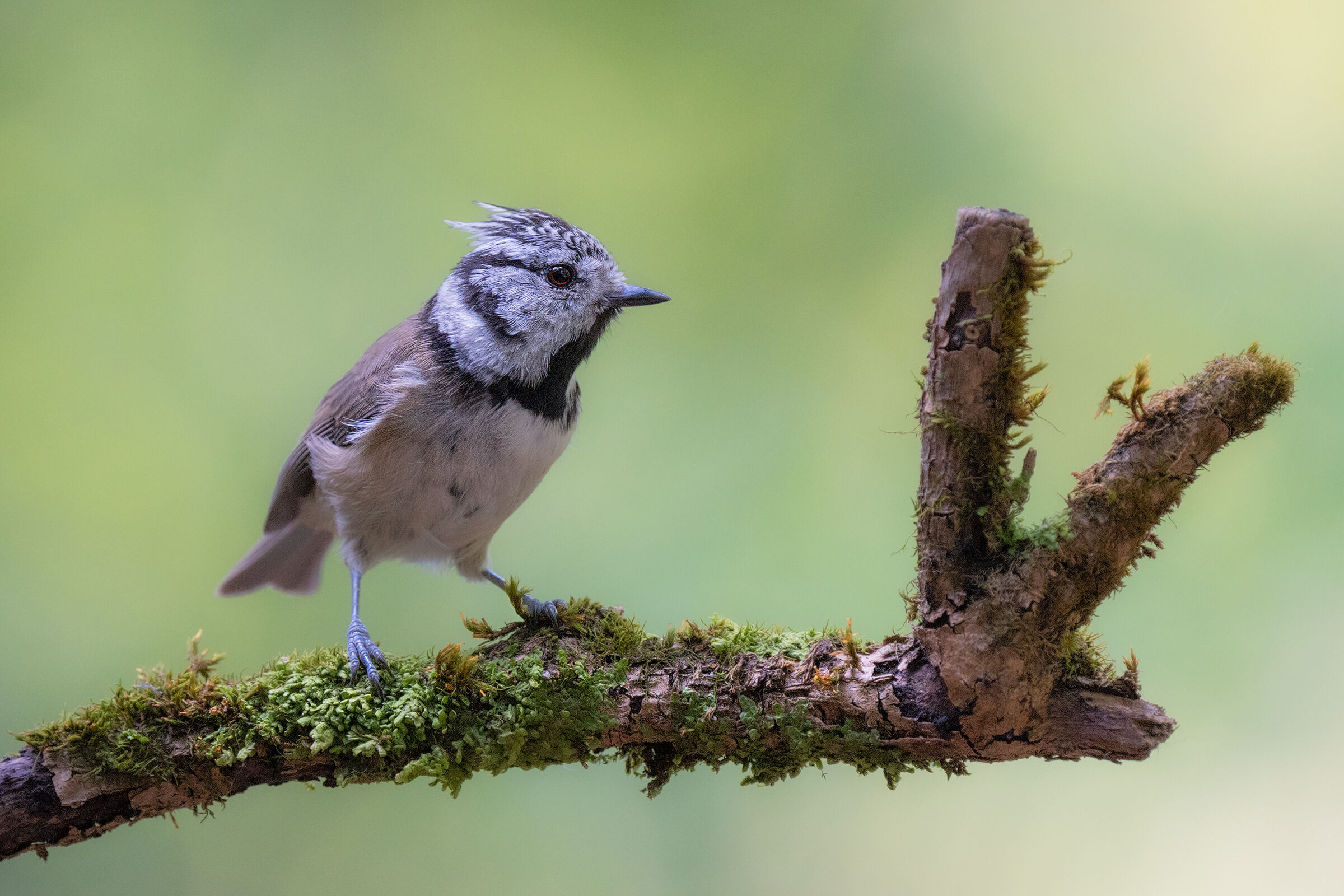 Tufted