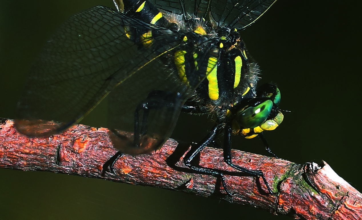 chogomphus forcipatus M