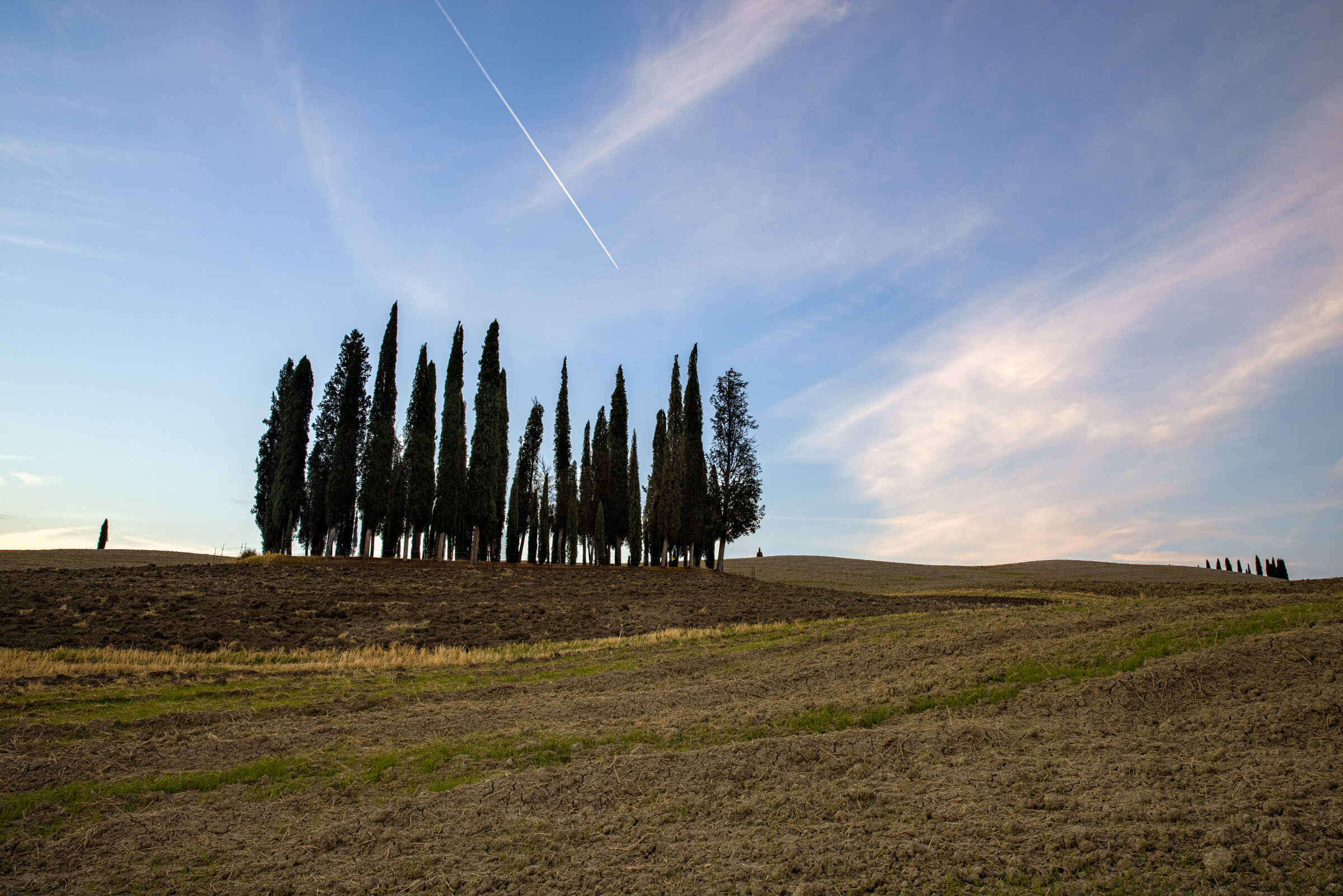 The cypresses of San Quirico