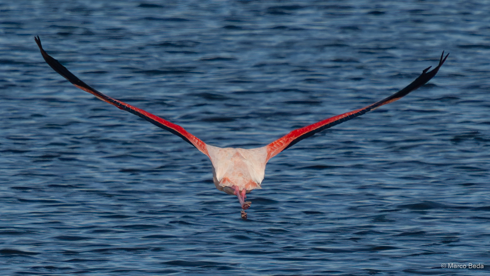 Fly