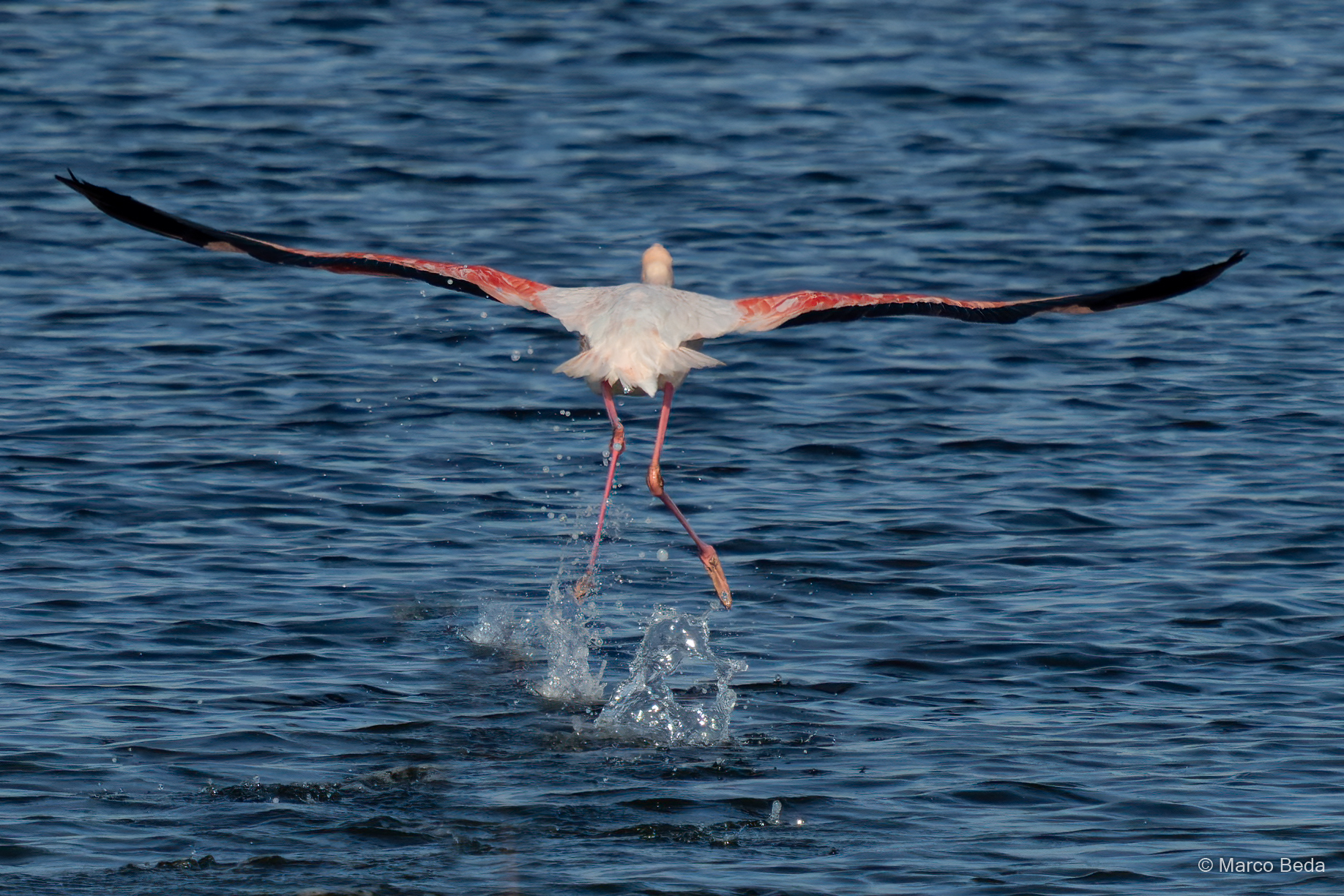 fly