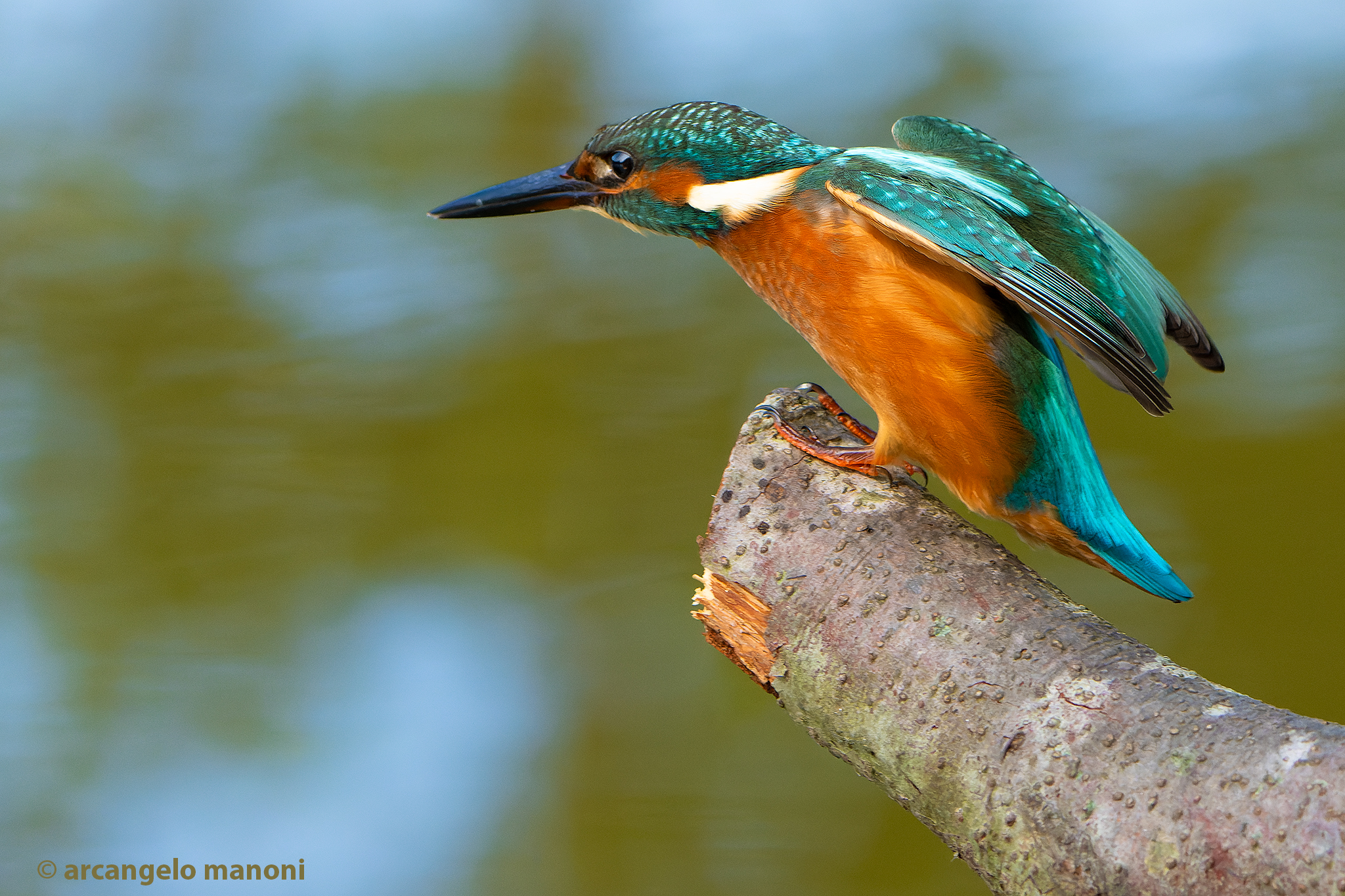 Do I throw myself or don't I throw myself?