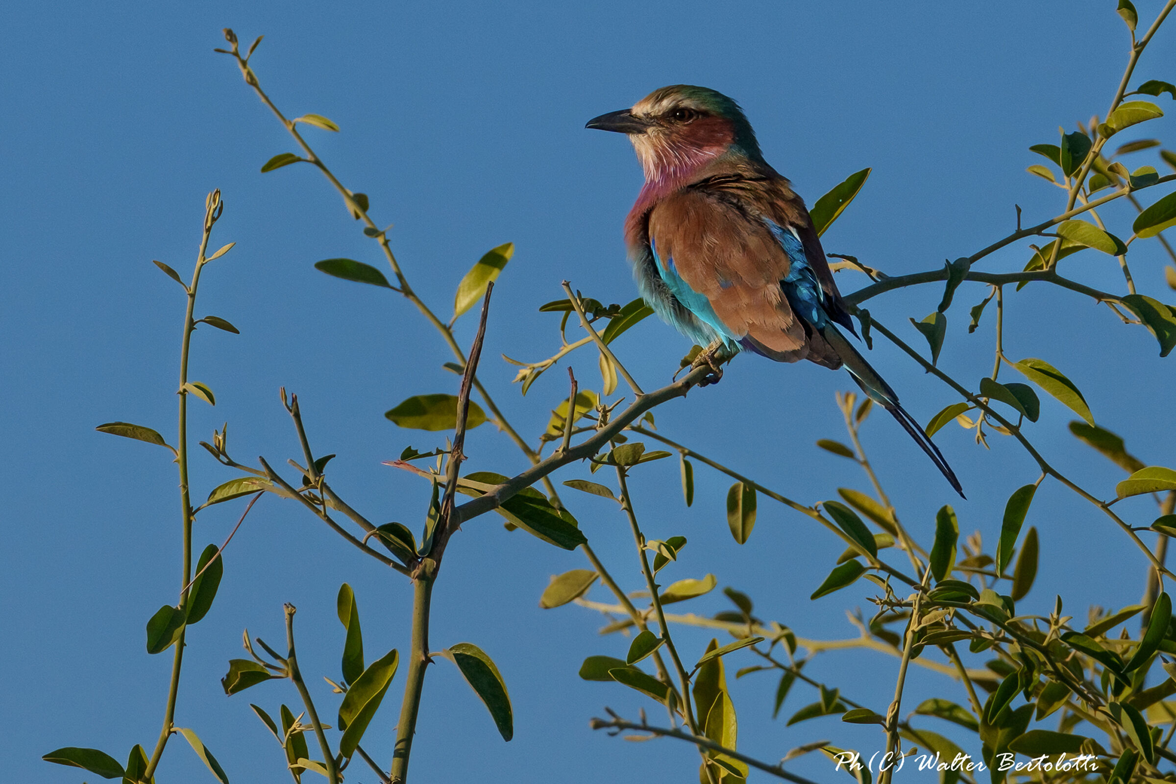 un arcobaleno volante