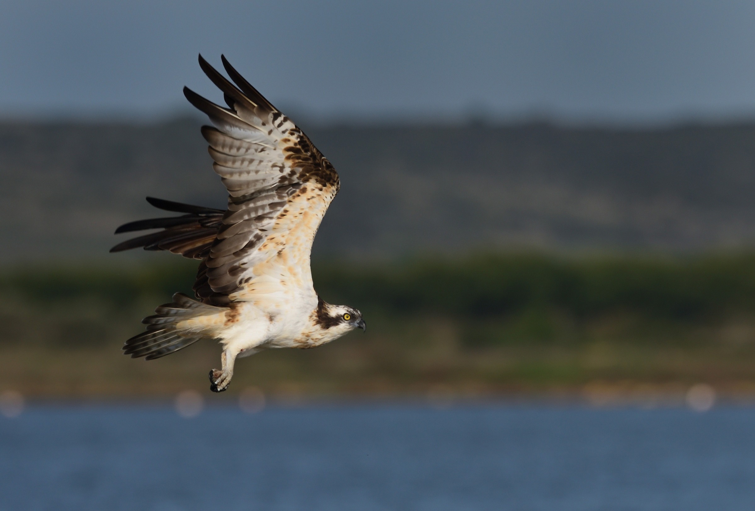 Always the most elegant of birds of prey ...