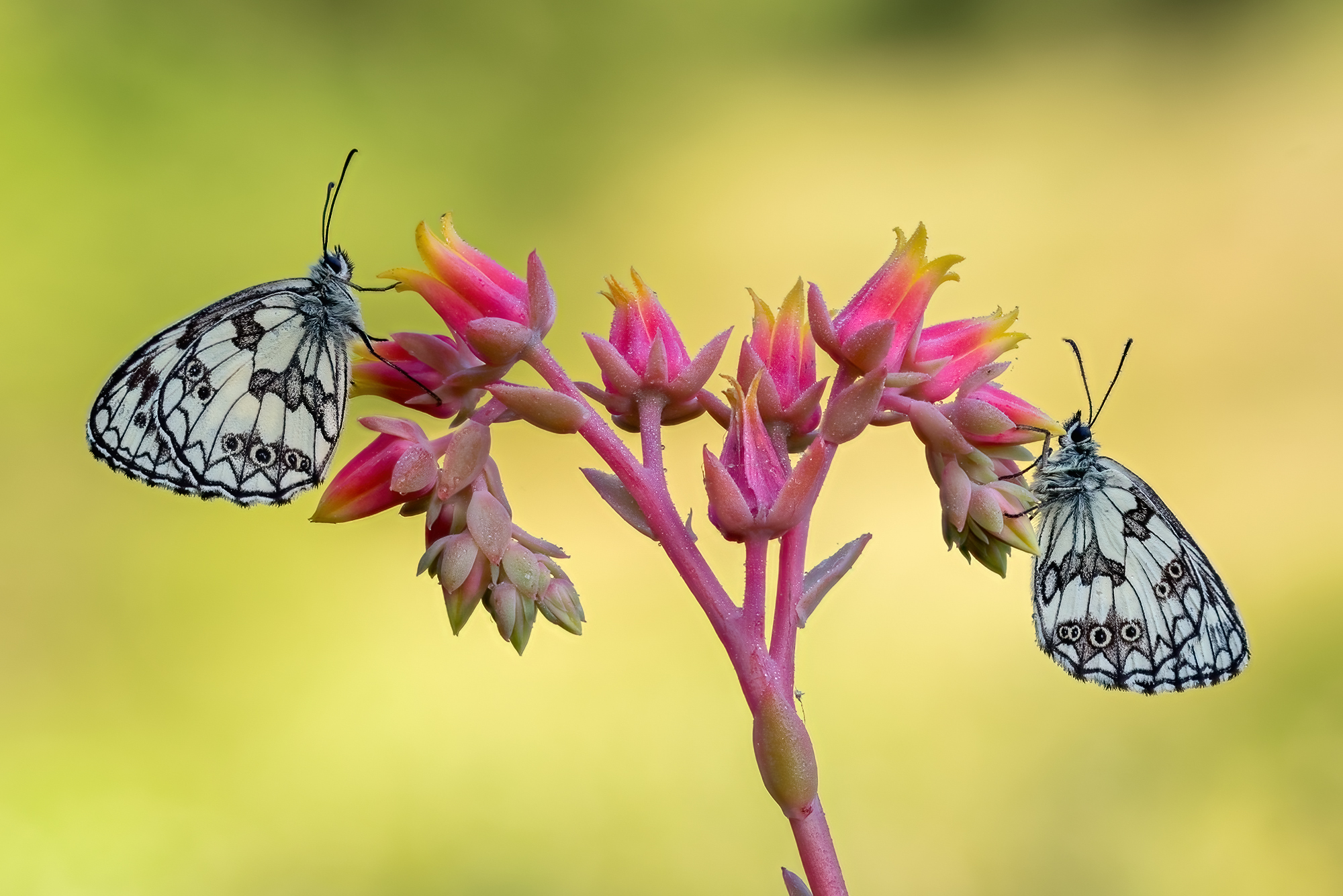 Melanargia galathea