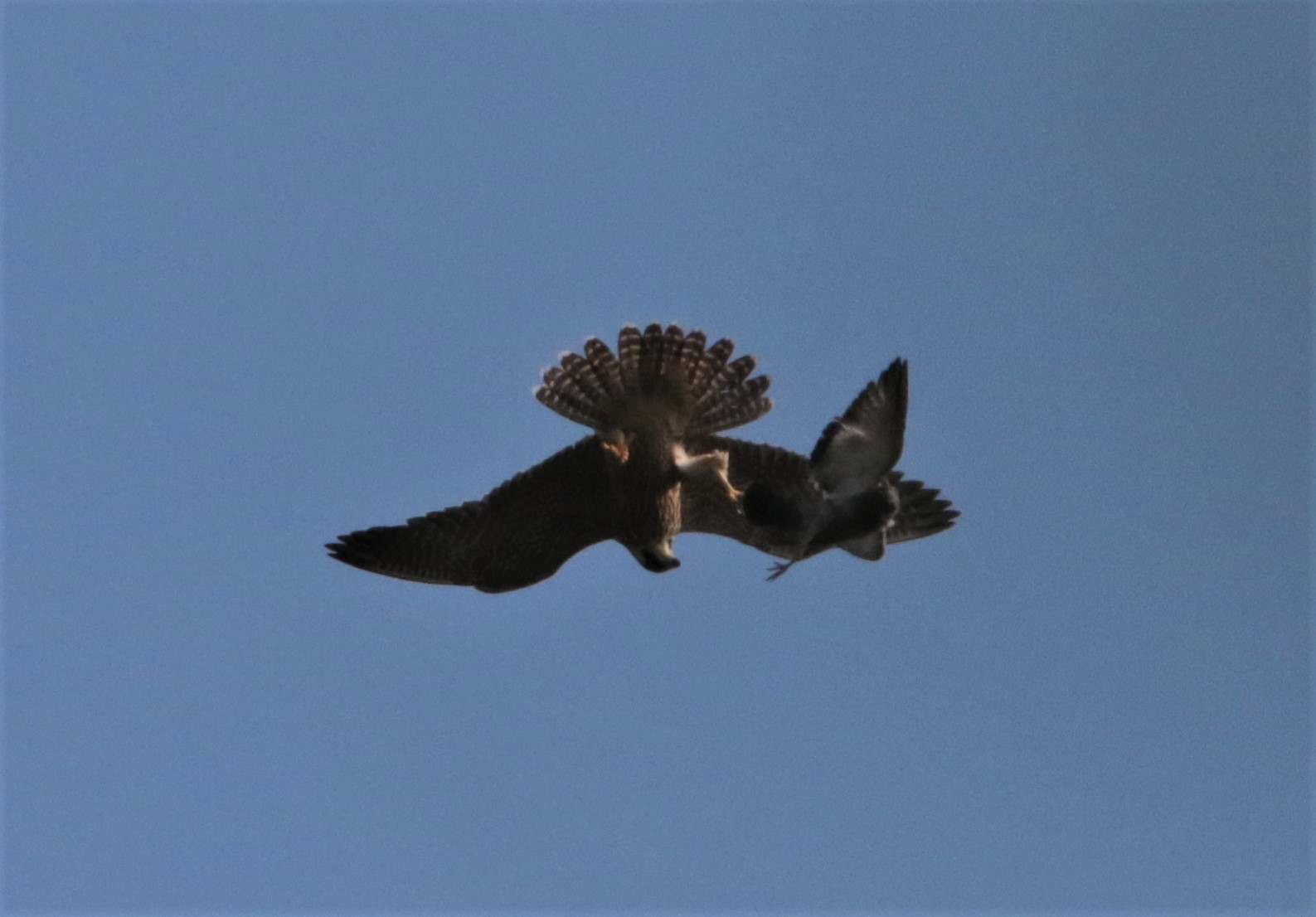 peregrine falcon predation