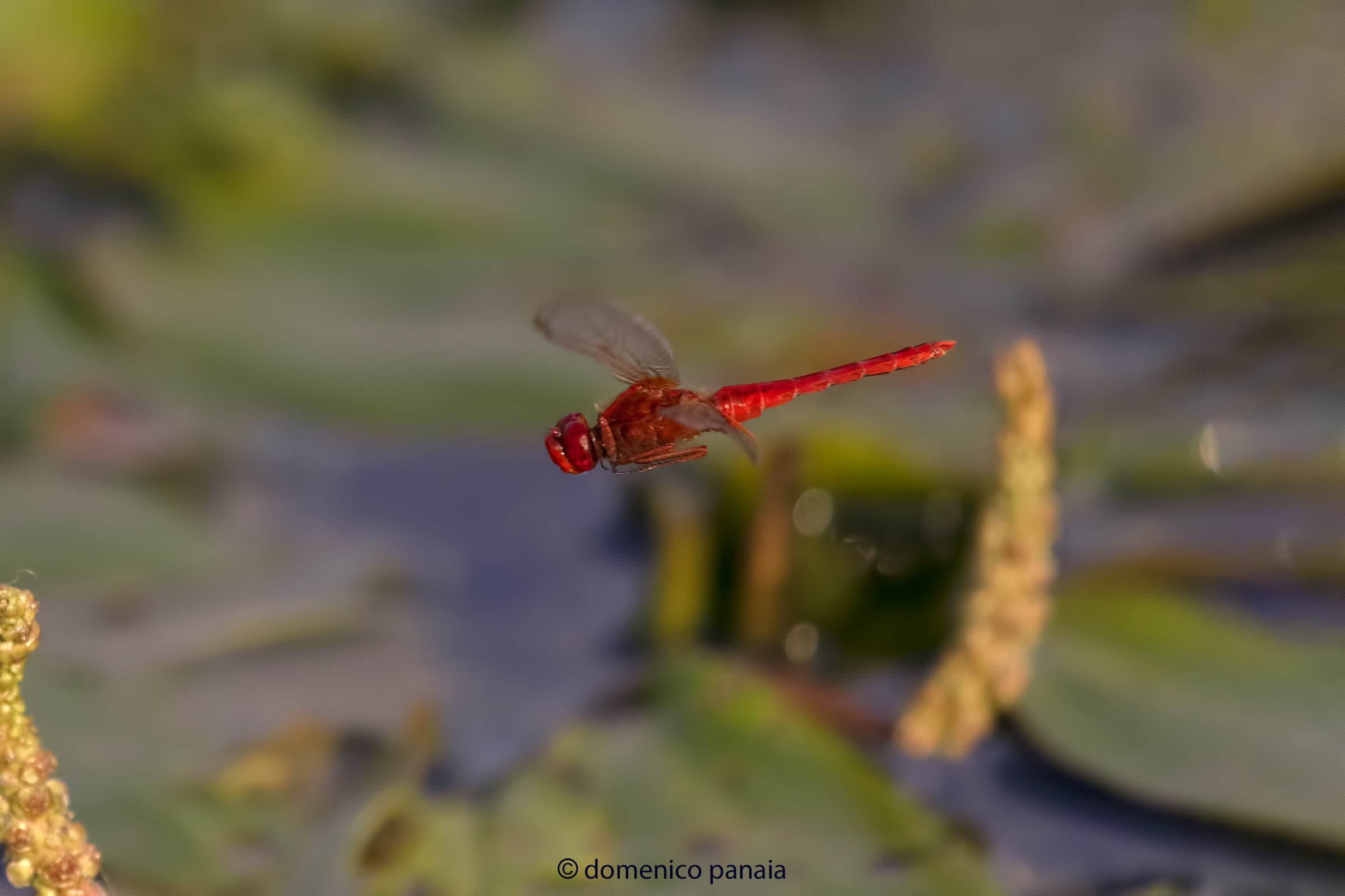 crocothemis erythraea maschio
