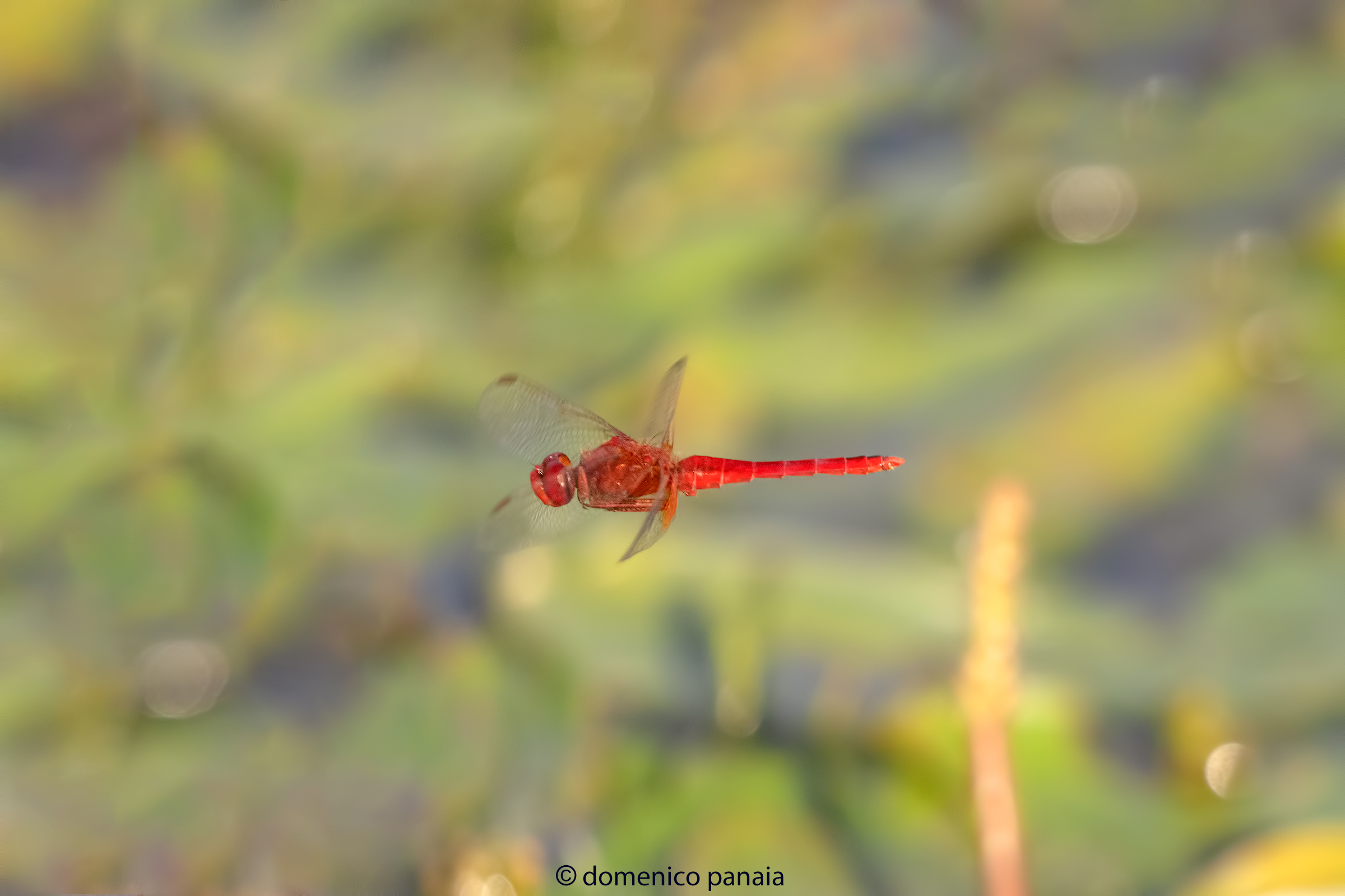 crocothemis erythraea maschio
