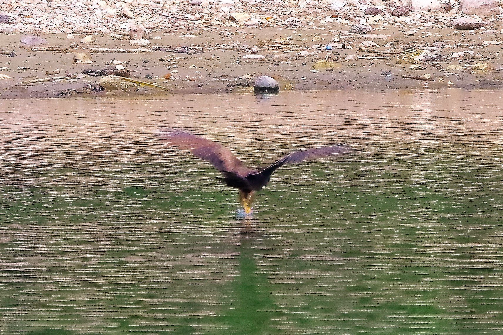 Nibbio bruno 17-06-2022