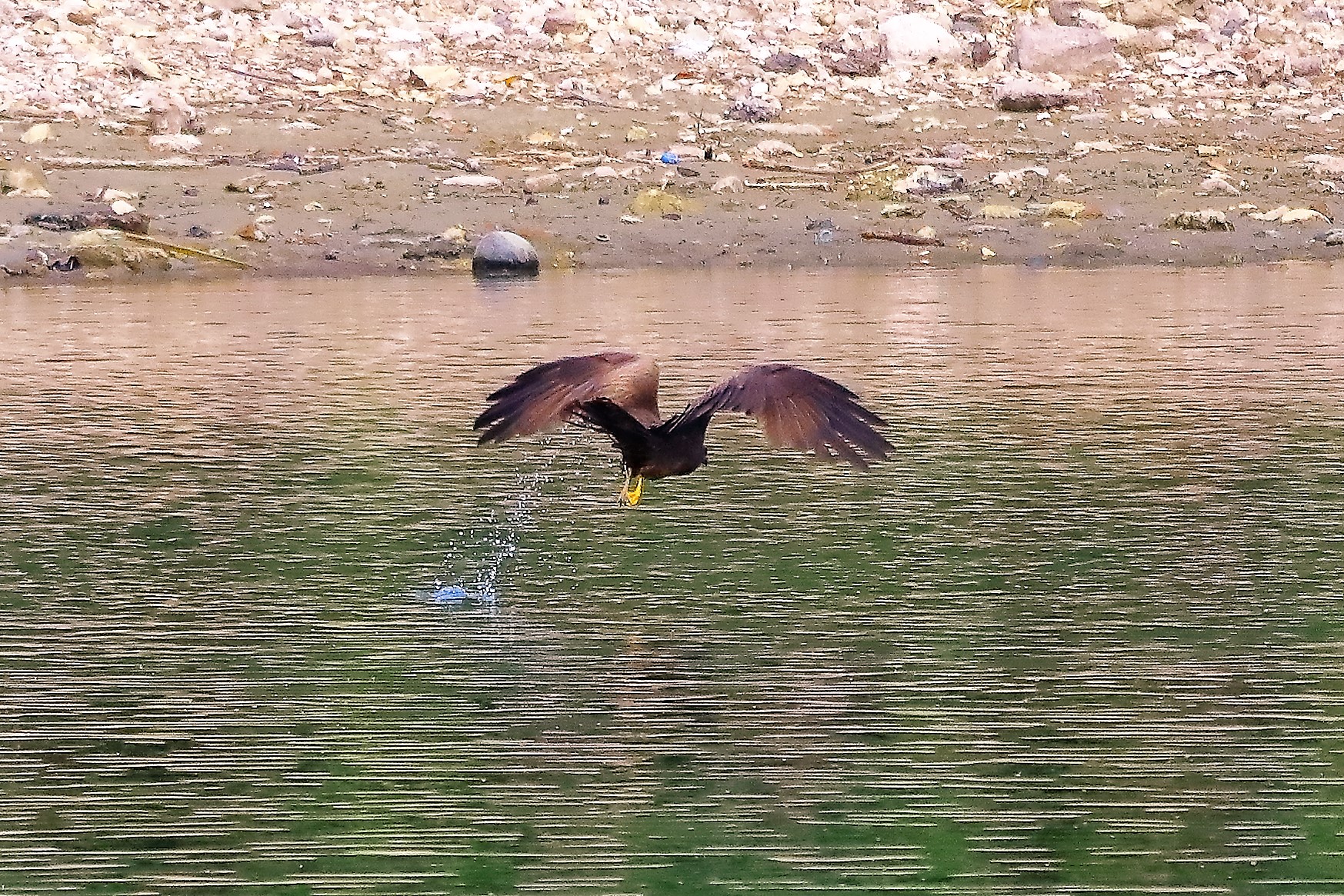 Nibbio bruno 17-06-2022