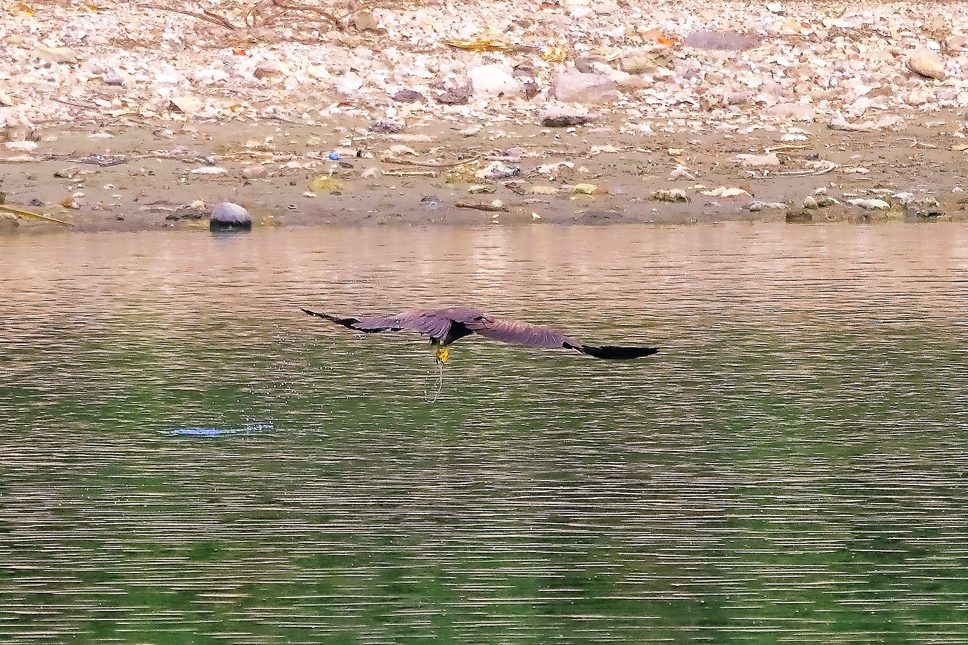 Nibbio bruno 17-06-2022