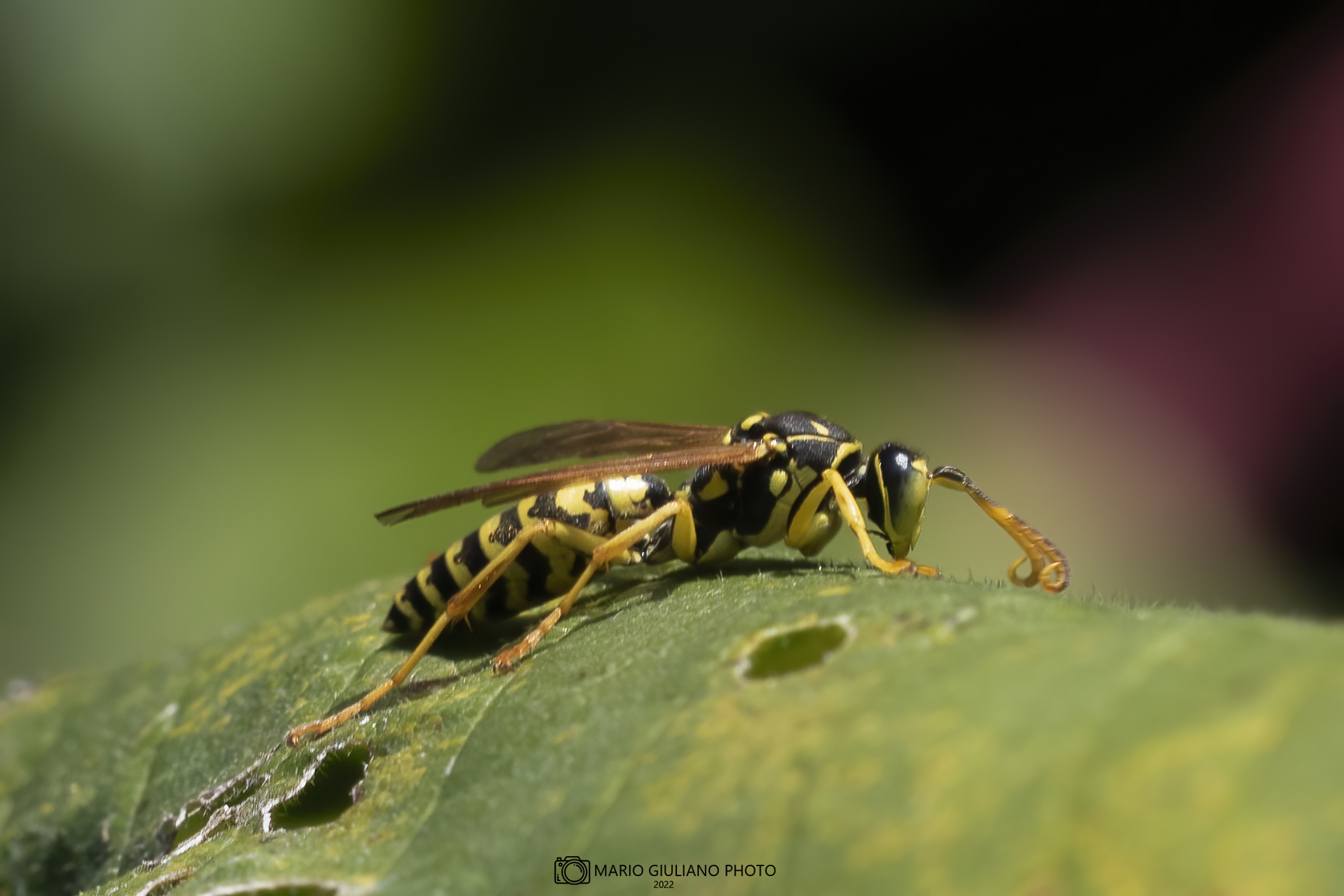 Polistes dominula