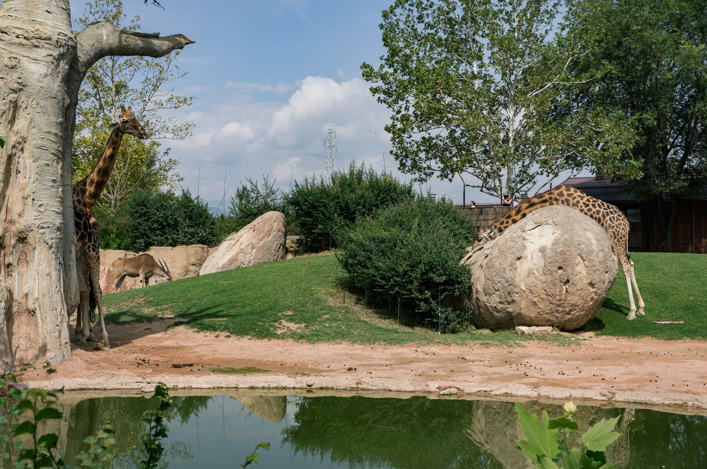 Noon in the garden of the animal meme