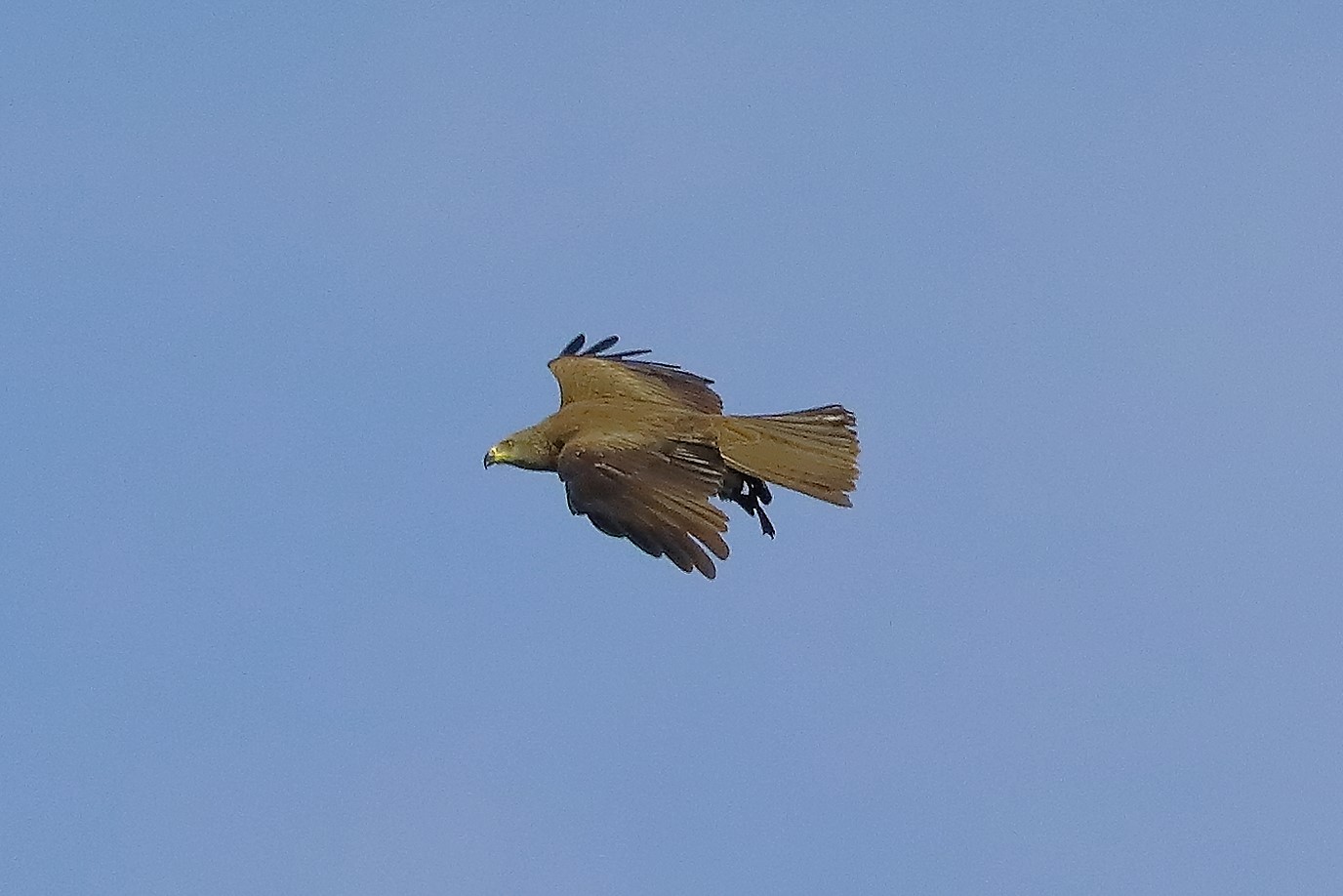 Nibbio bruno 06-06-2022