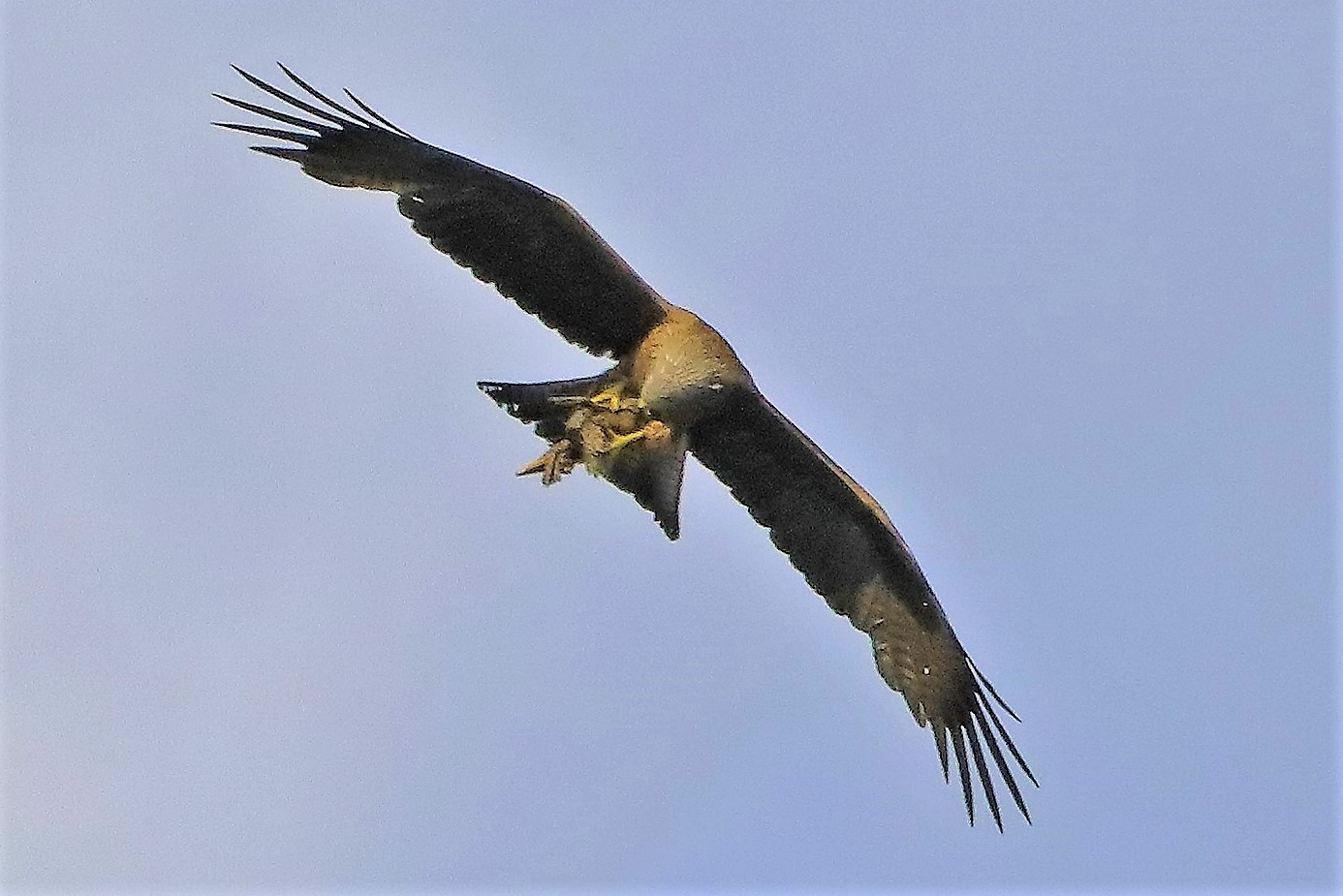 Nibbio bruno 06-06-2022