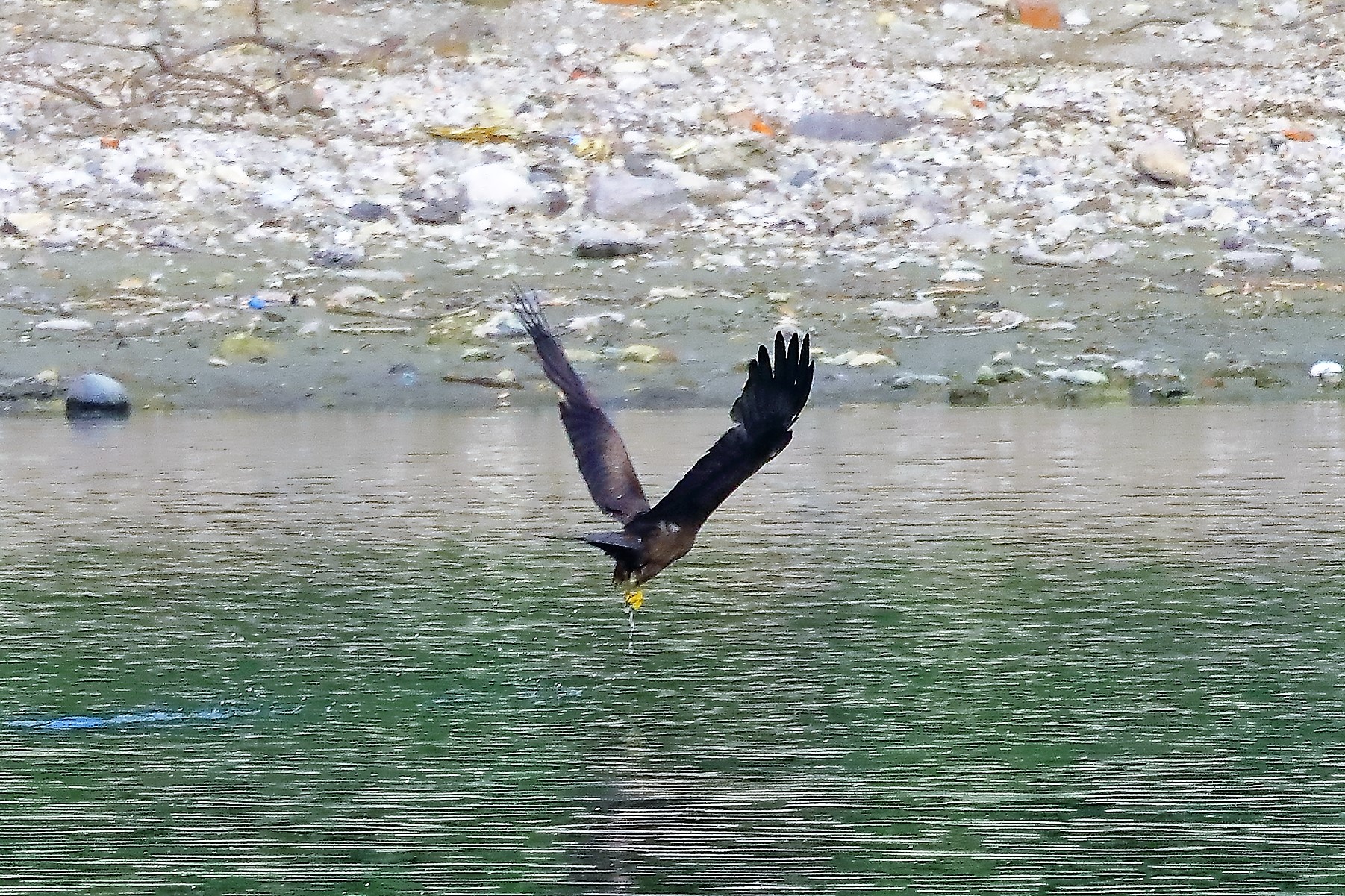 Nibbio bruno 17-06-2022