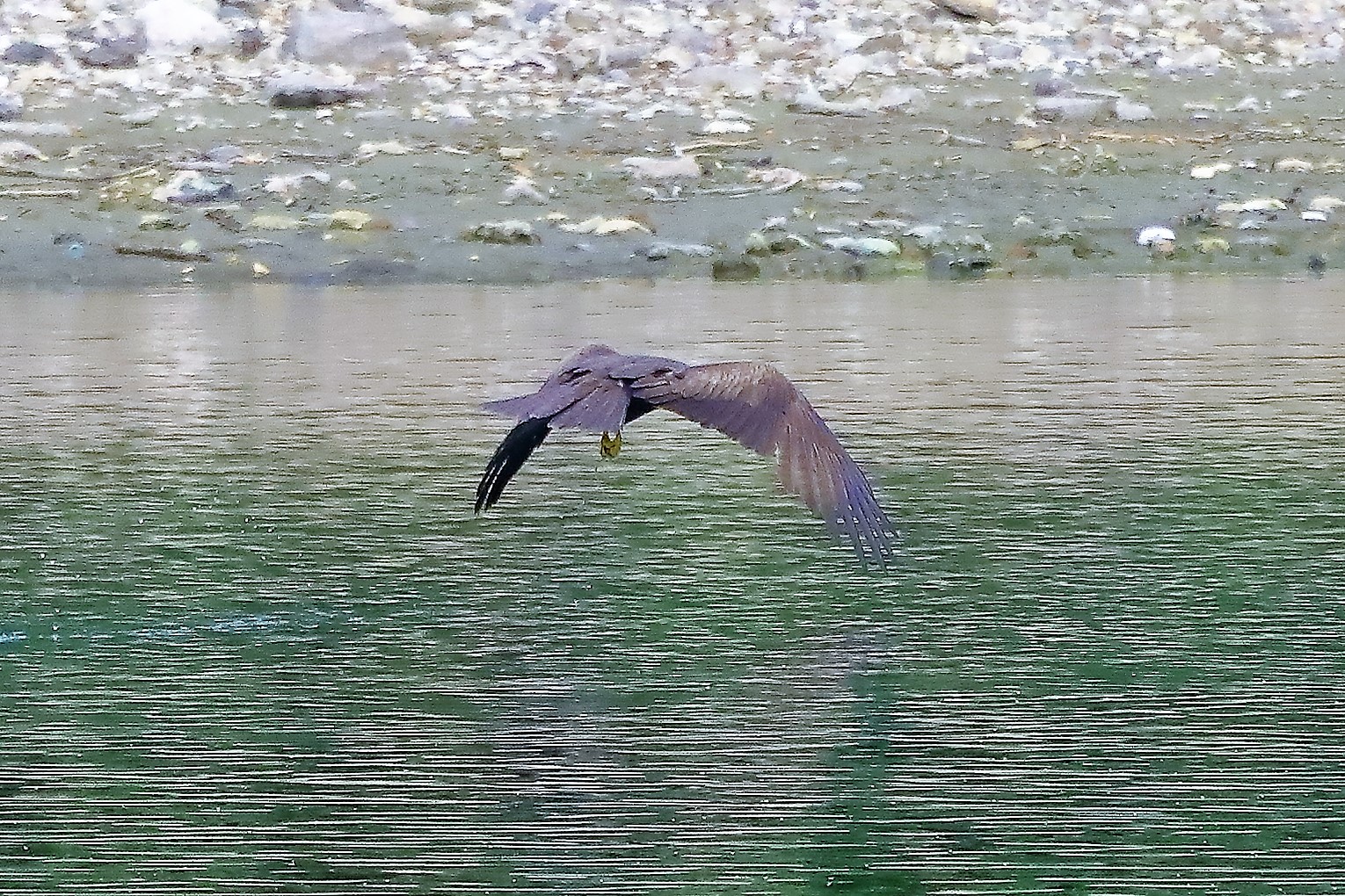 Nibbio bruno 17-06-2022