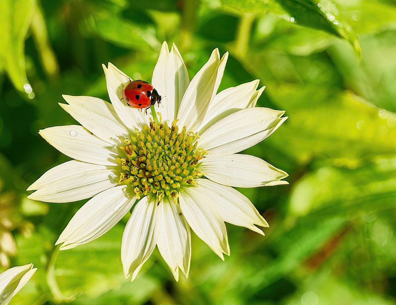 giardino esperia 2022, fine stagione