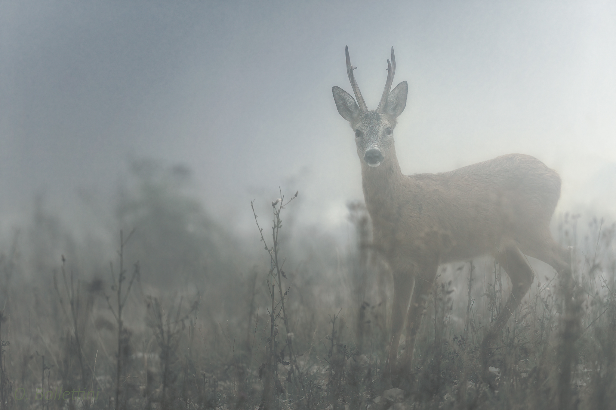 Alba nella nebbia - Capriolo