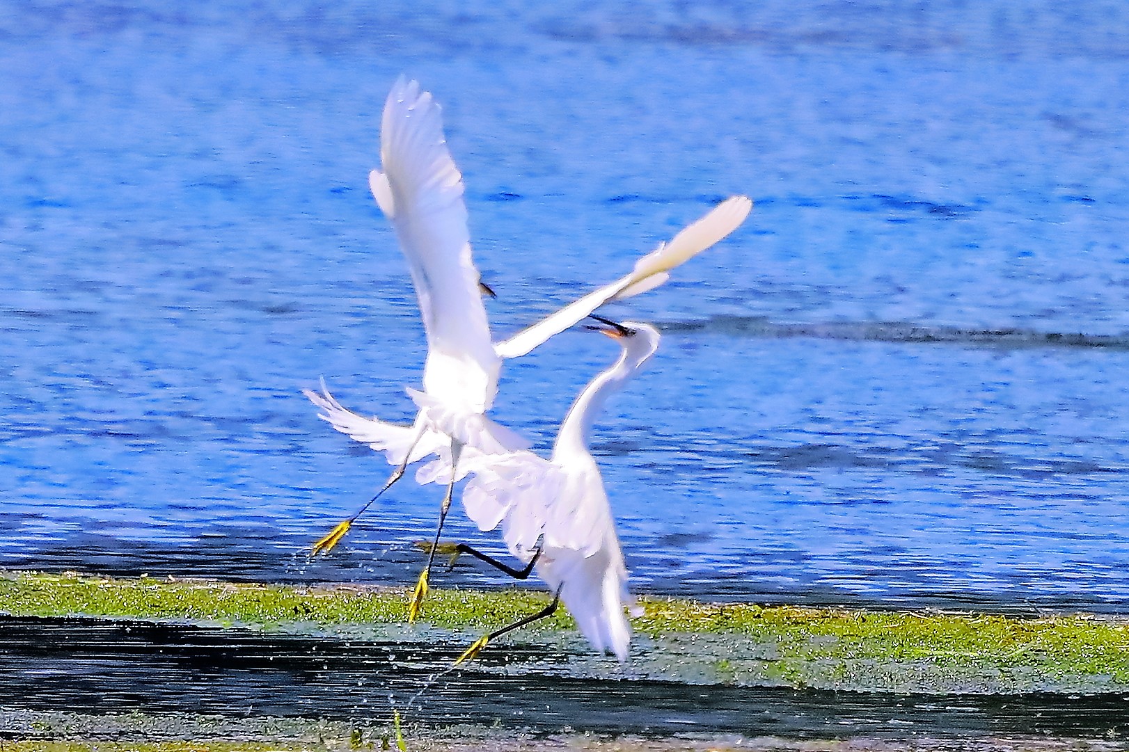 Garzetta luglio 2022