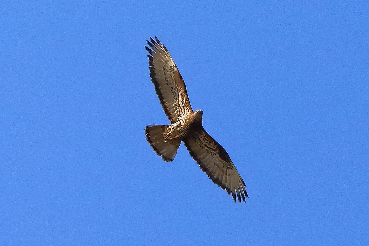 Falco pecchiaiolo luglio 2022