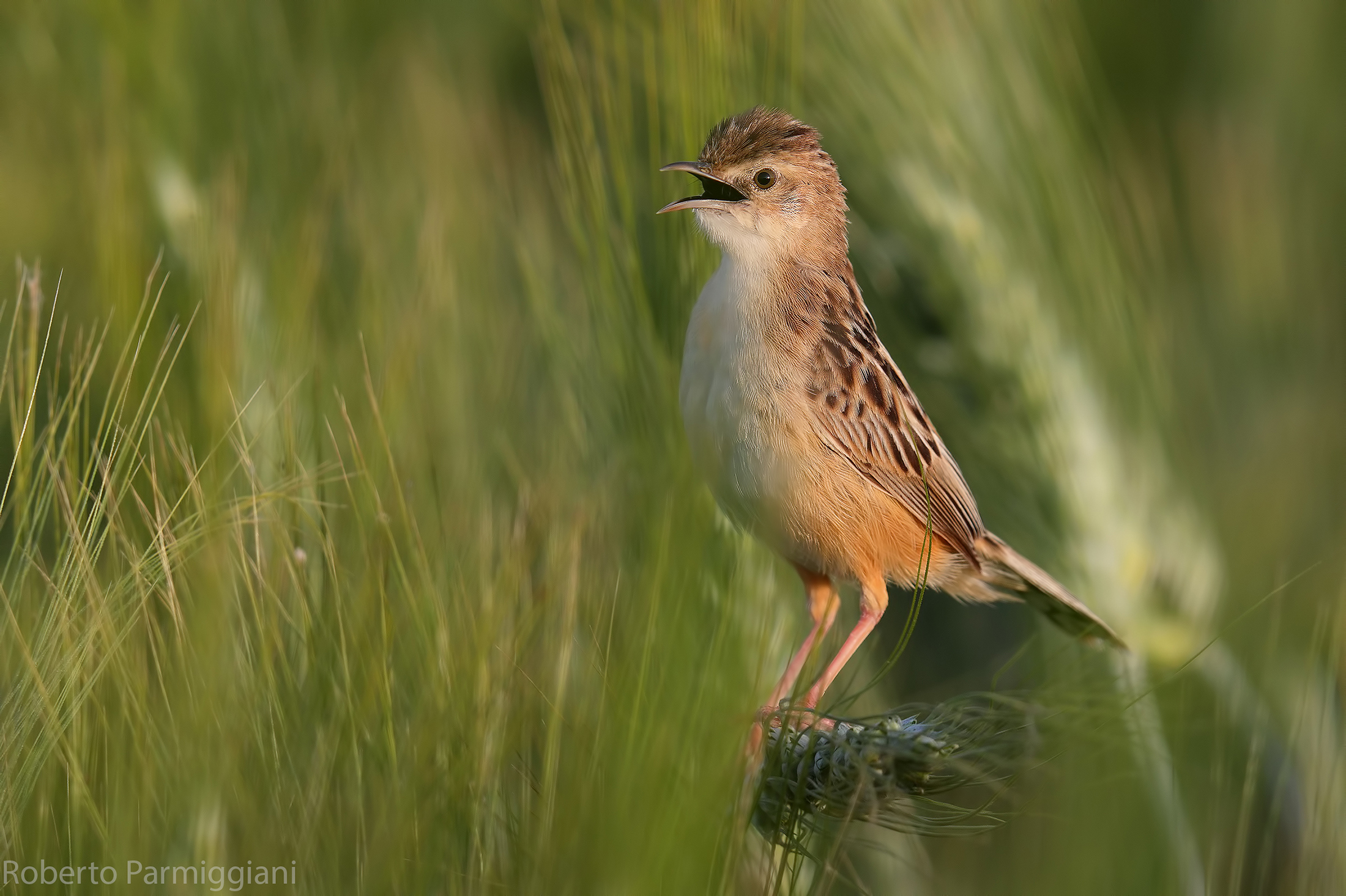 Flycatcher