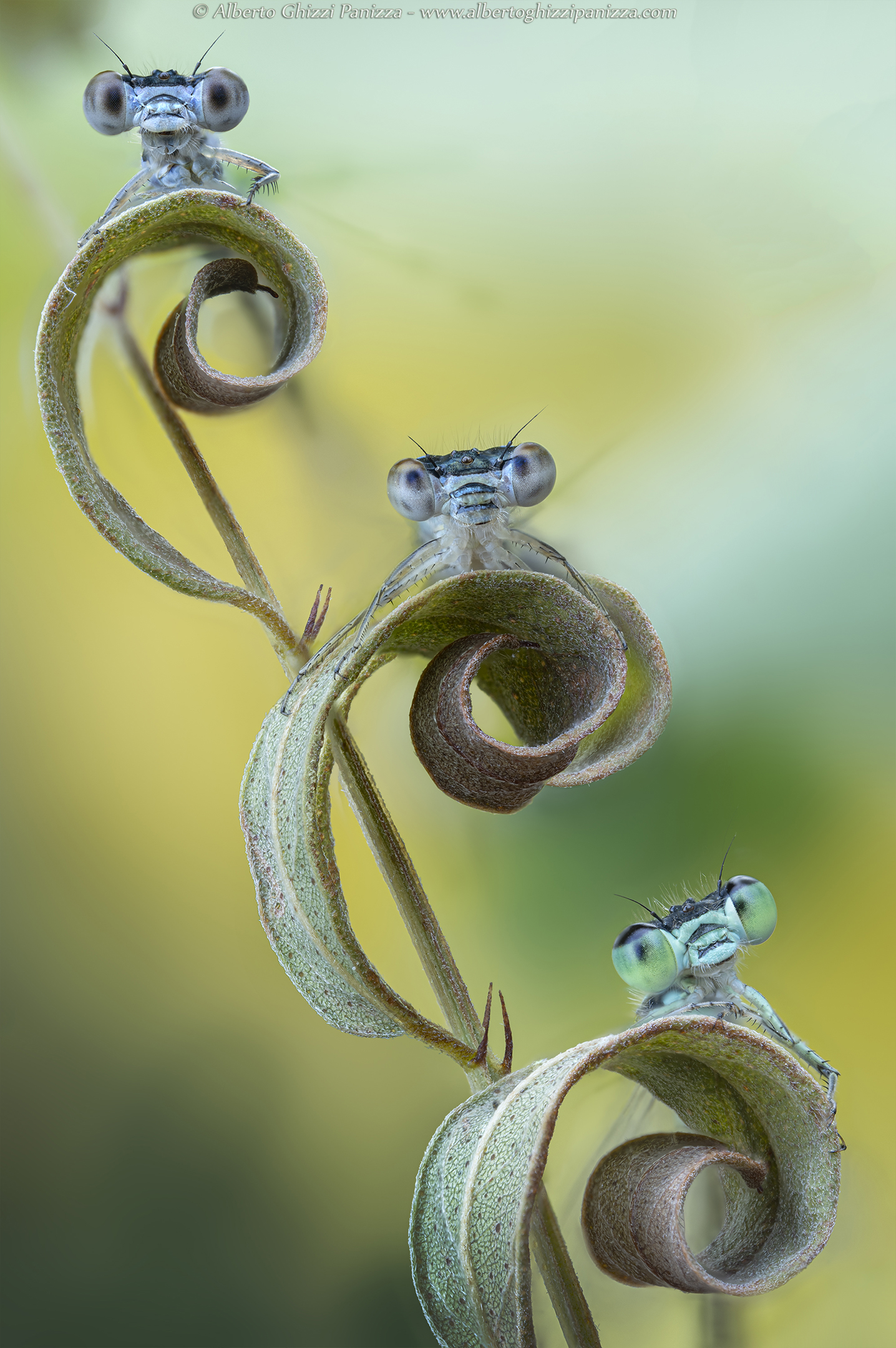 Bridesmaids on leaf curls