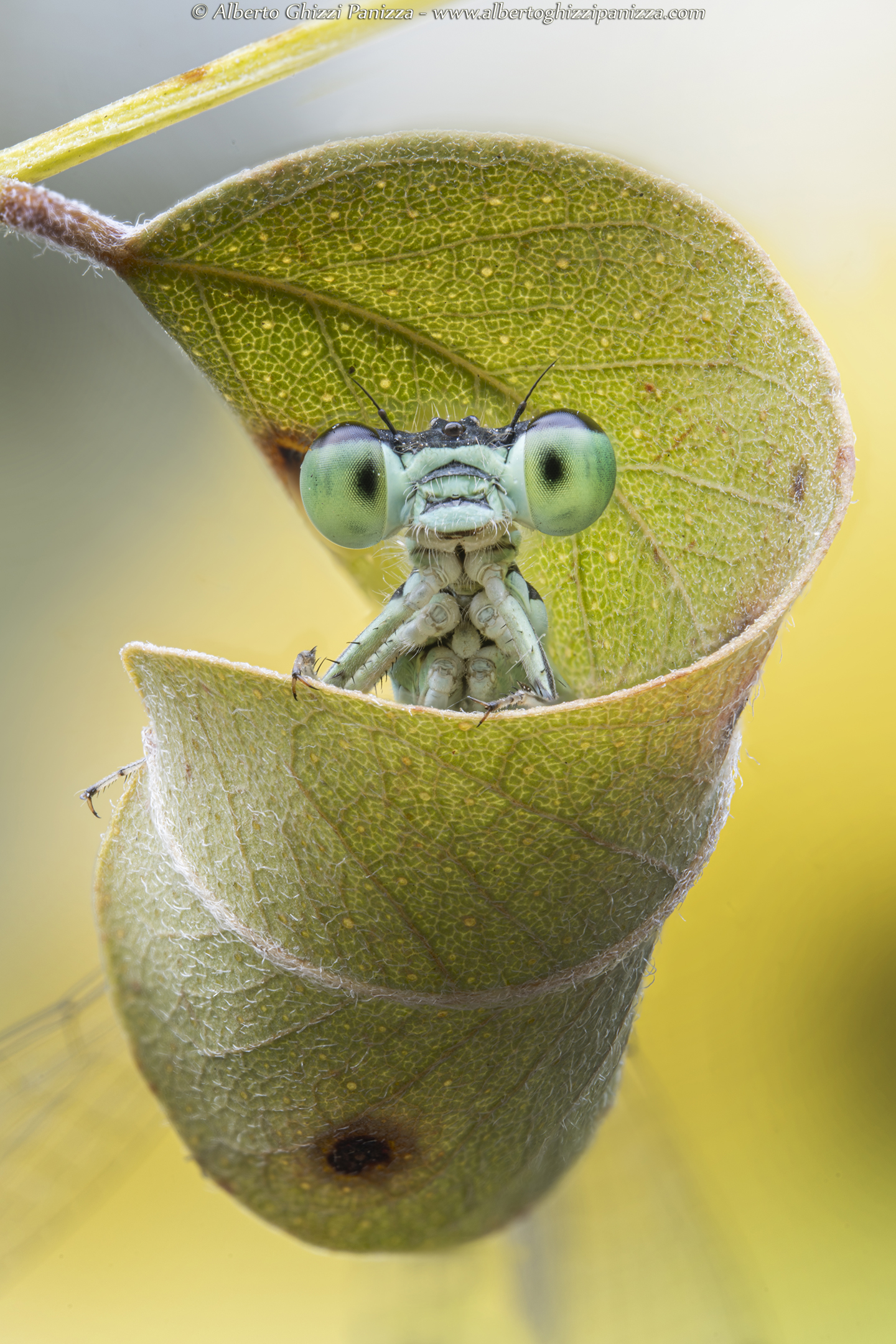 Damsel on leaf