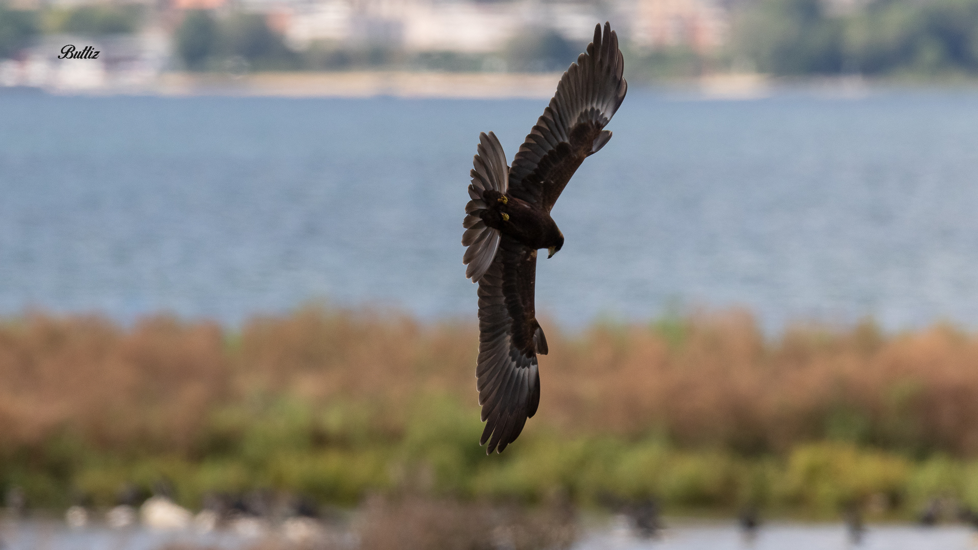 Falco di palude