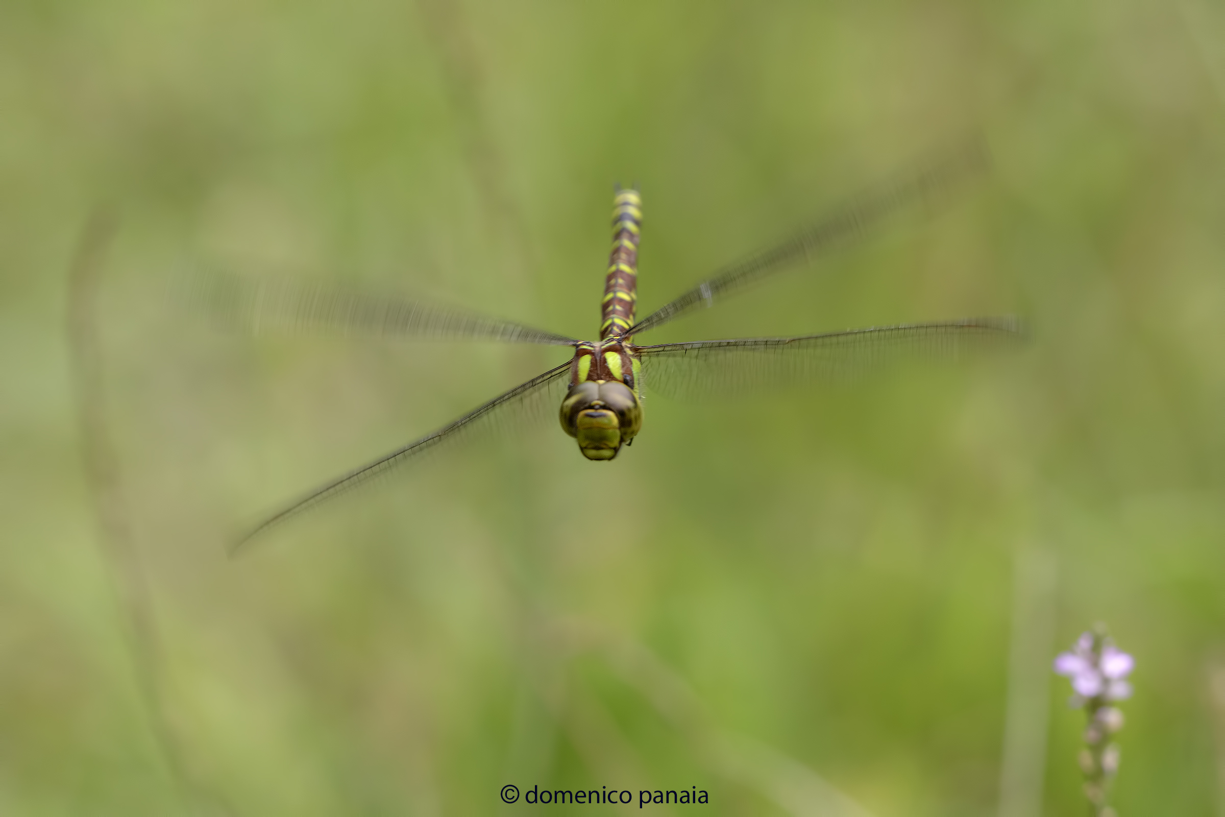 aeshna cyanea femmina