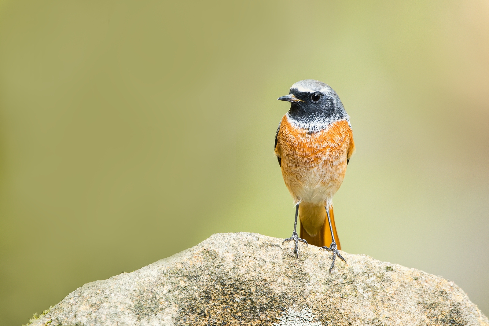 Phoenicurus phoenicurus