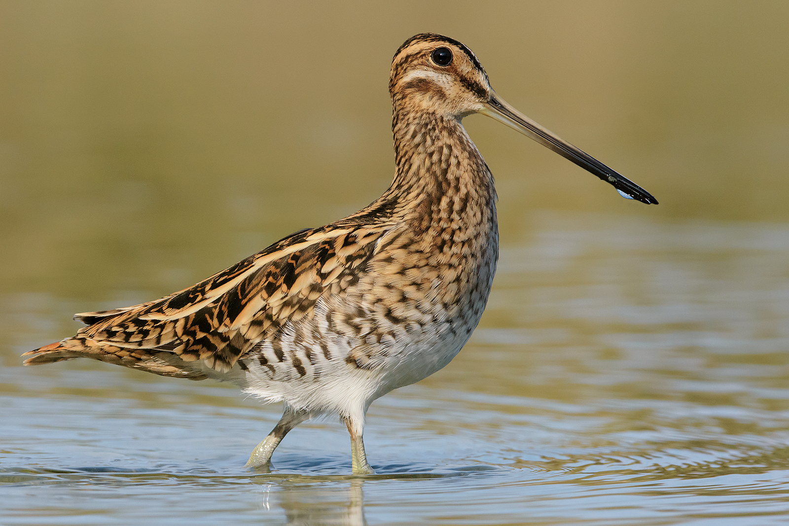 Snipe (Gallinago gallinago). 6