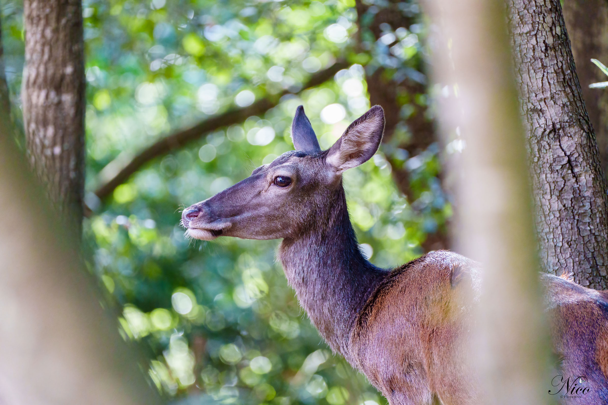 Passeggiata nel sotto bosco per questo scatto