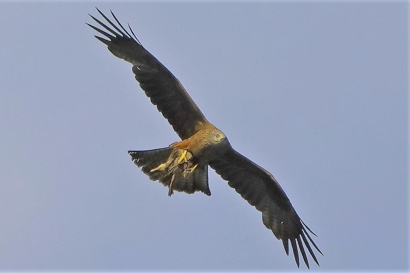 Nibbio bruno 06-06-2022