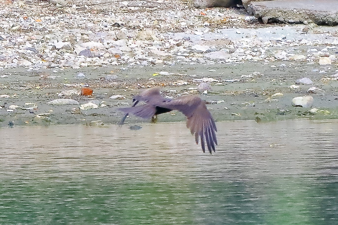 Nibbio bruno 17-06-2022