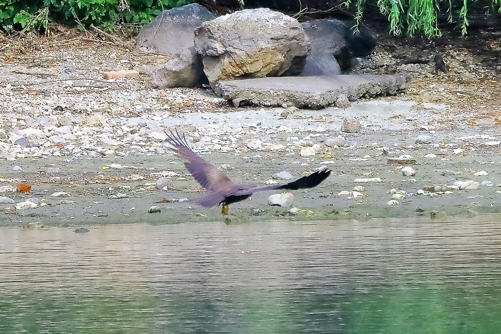 Nibbio bruno 17-06-2022